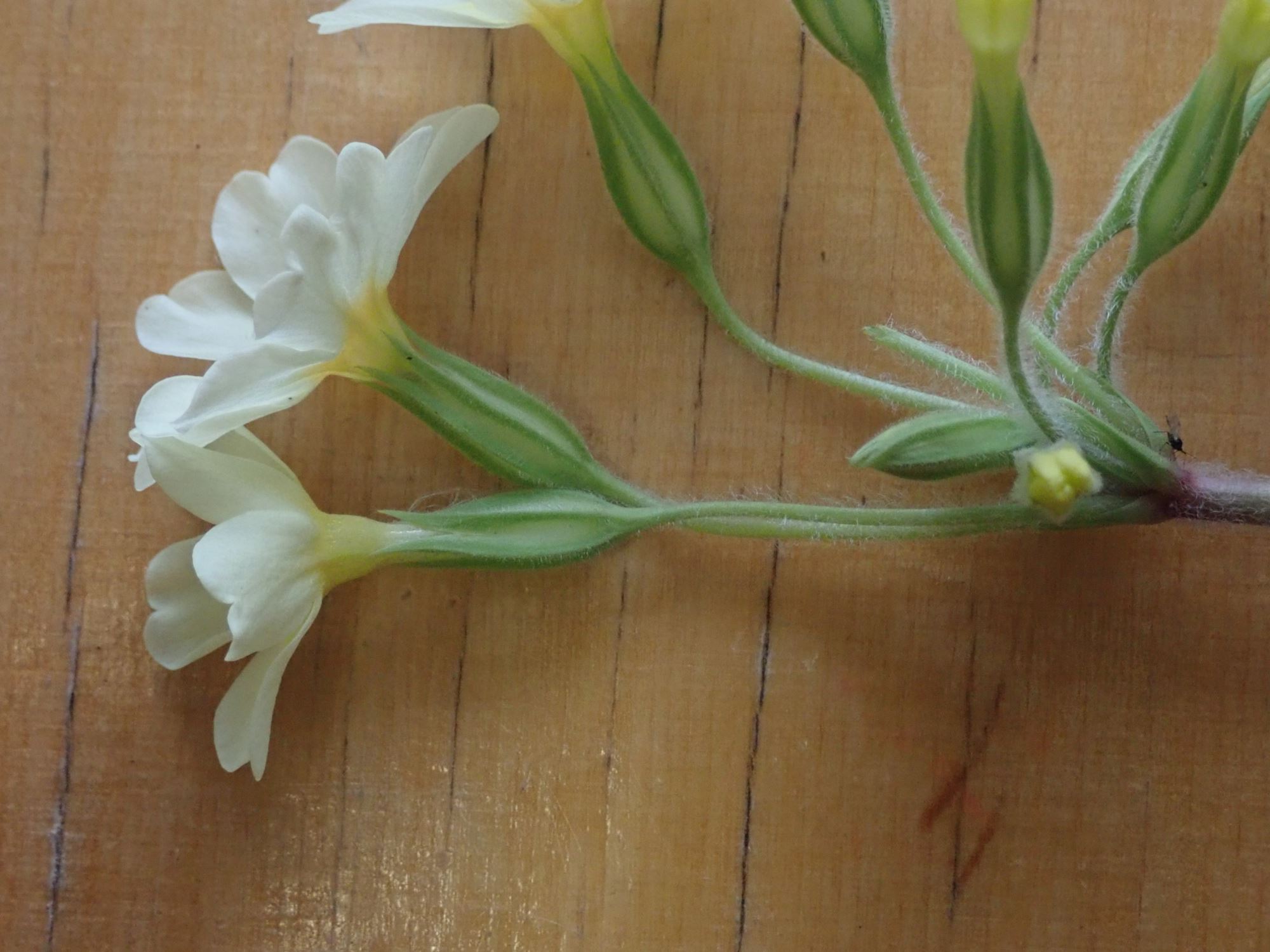 Image of Primula veris