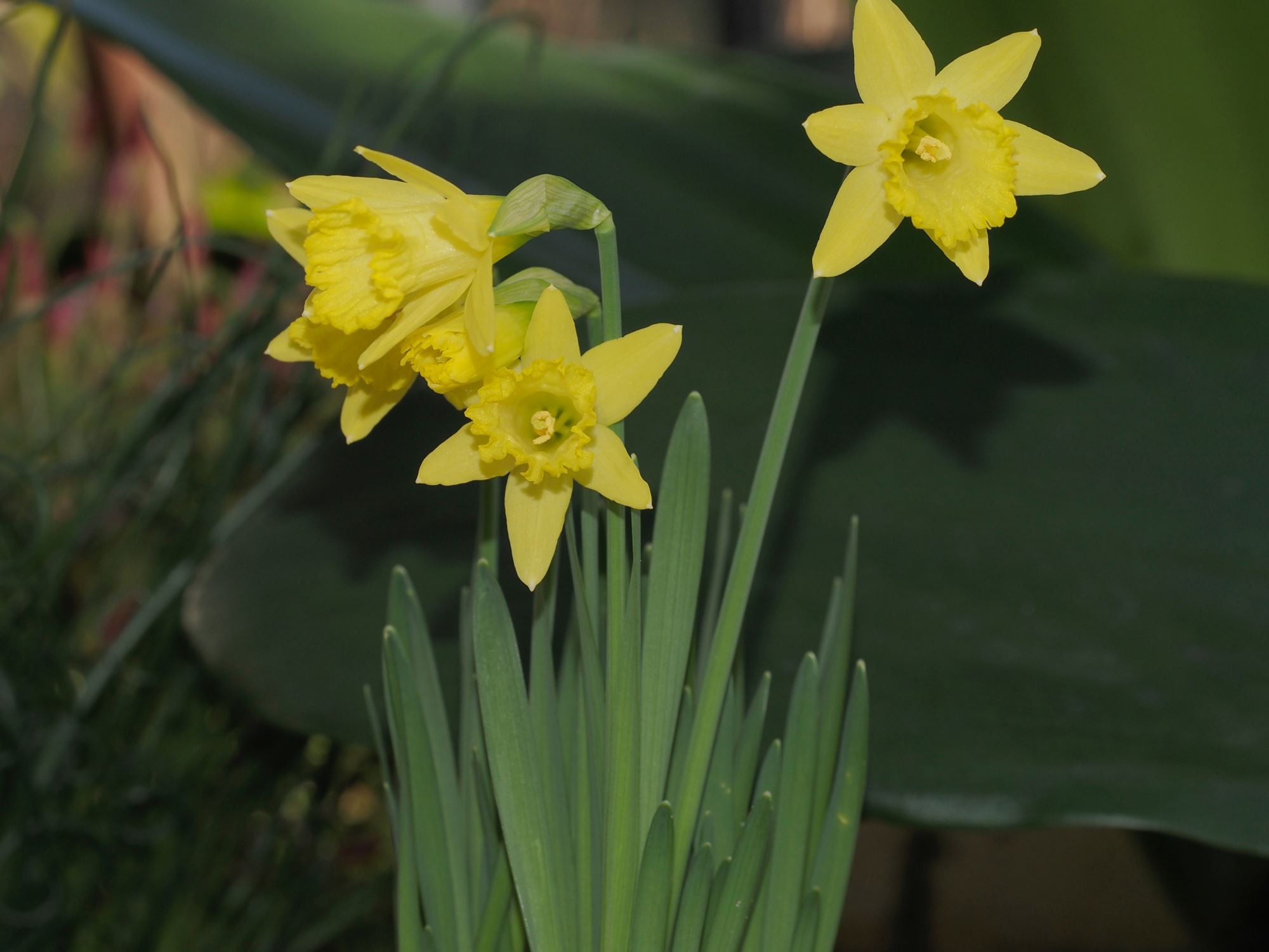 Image of Narcissus 'Bowles' Early Sulphur'