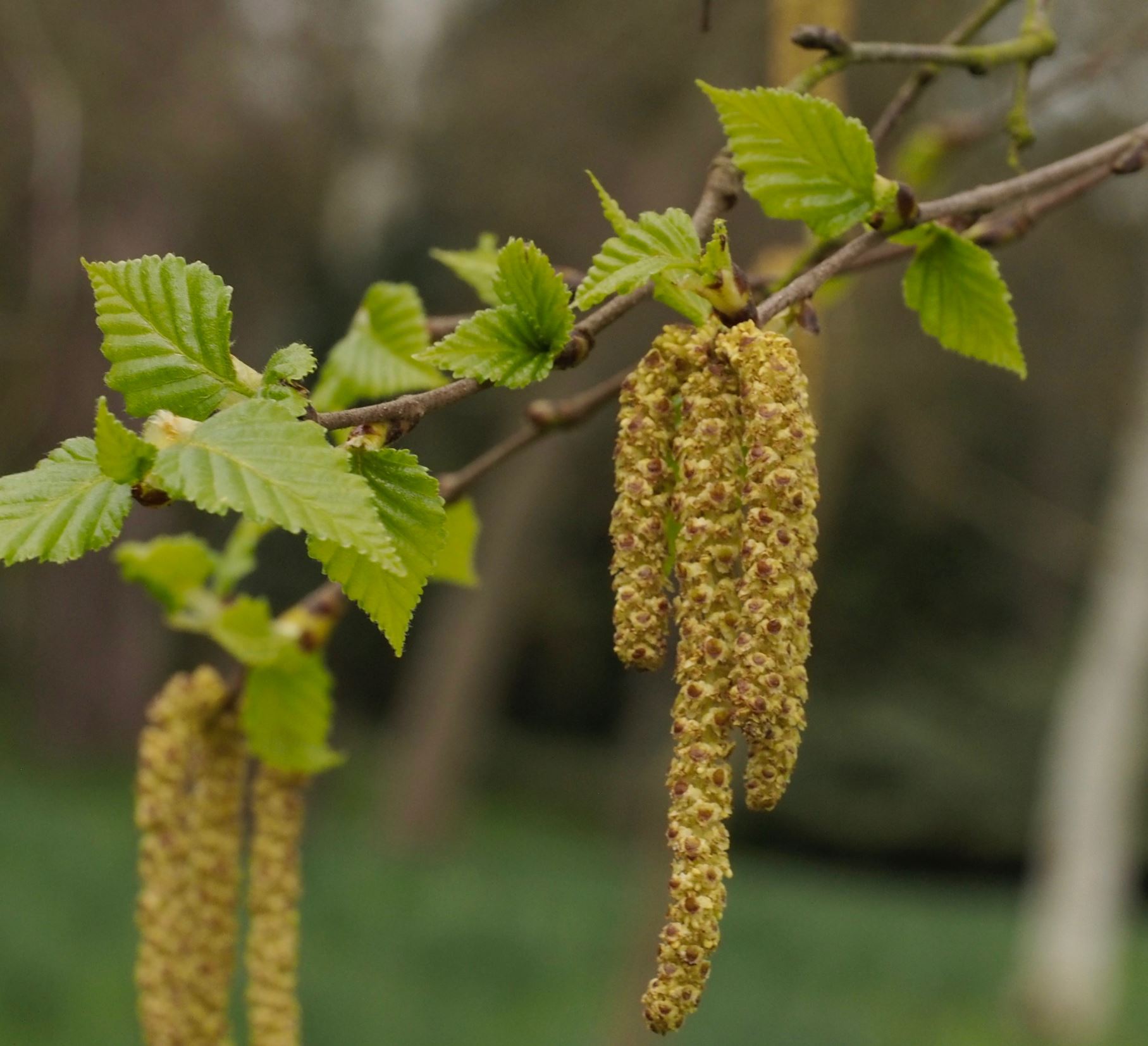 Image of Betula papyrifera