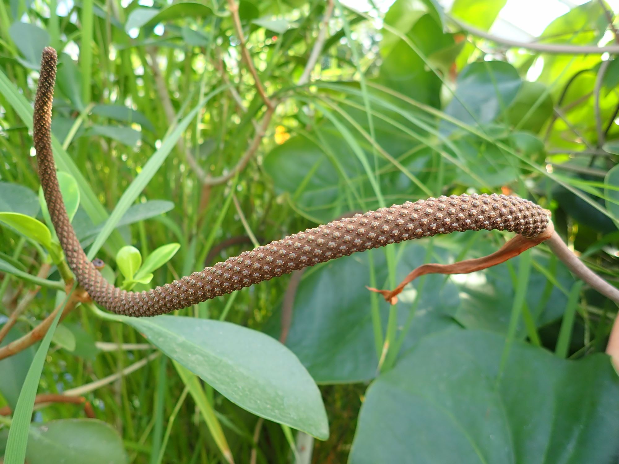 Image of Anthurium verapazense