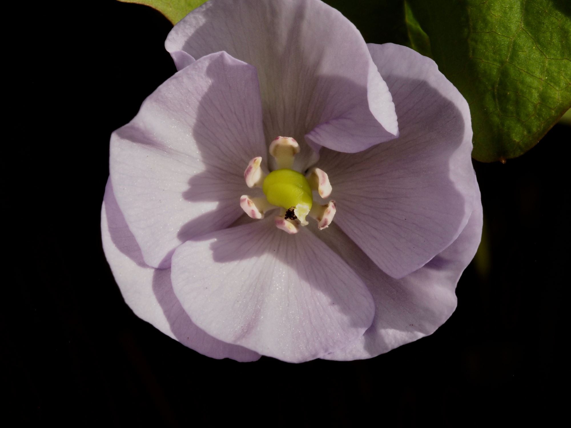 Image of Jeffersonia dubia