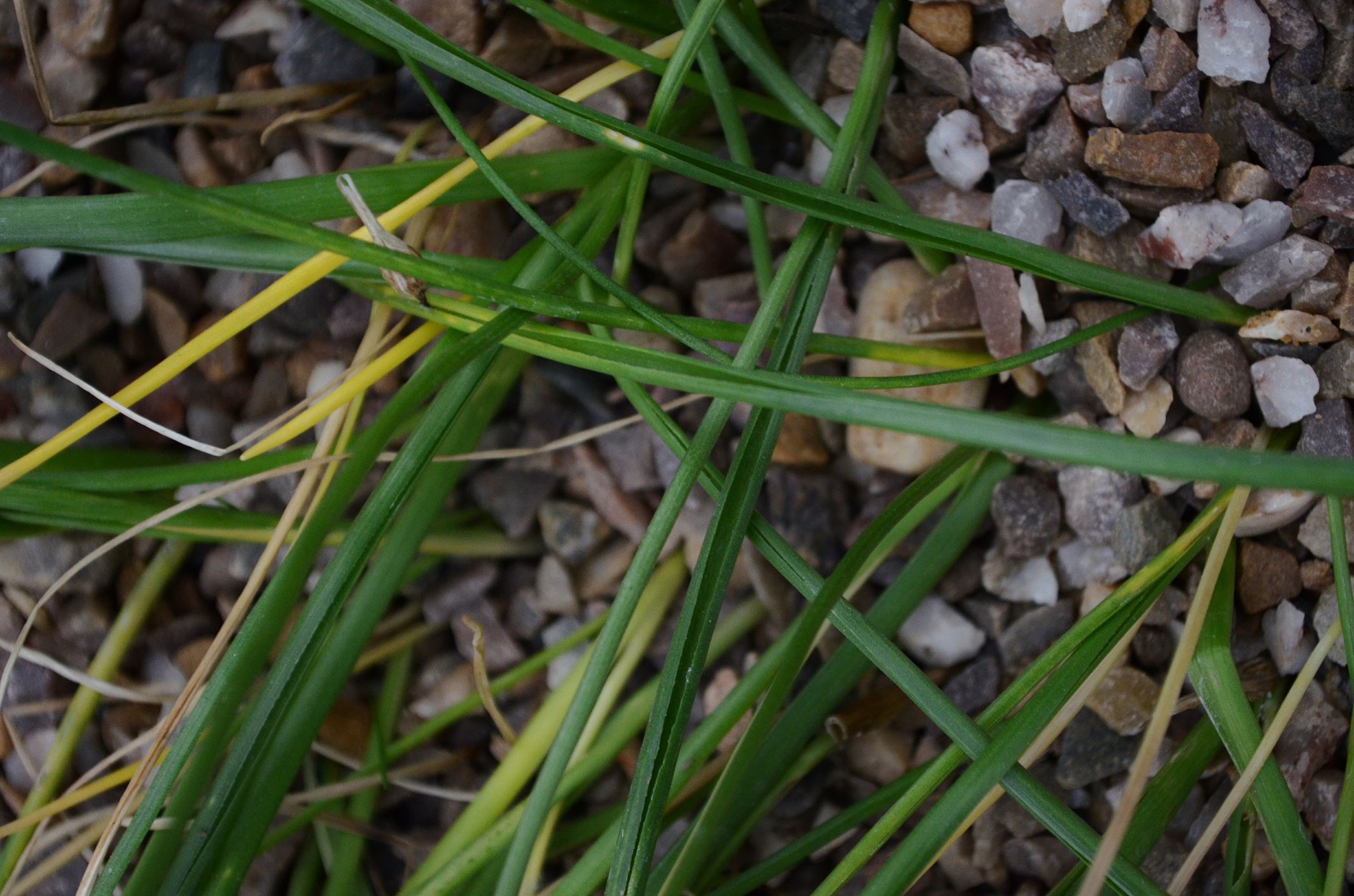 Image of Triteleia hyacinthina