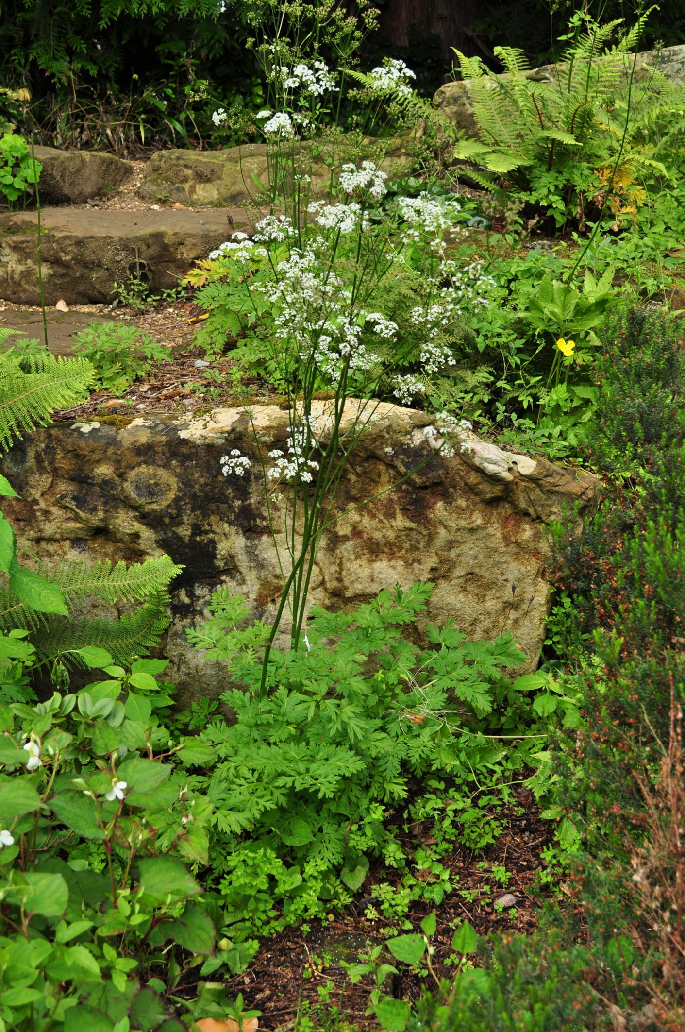 Image of Physospermum cornubiense