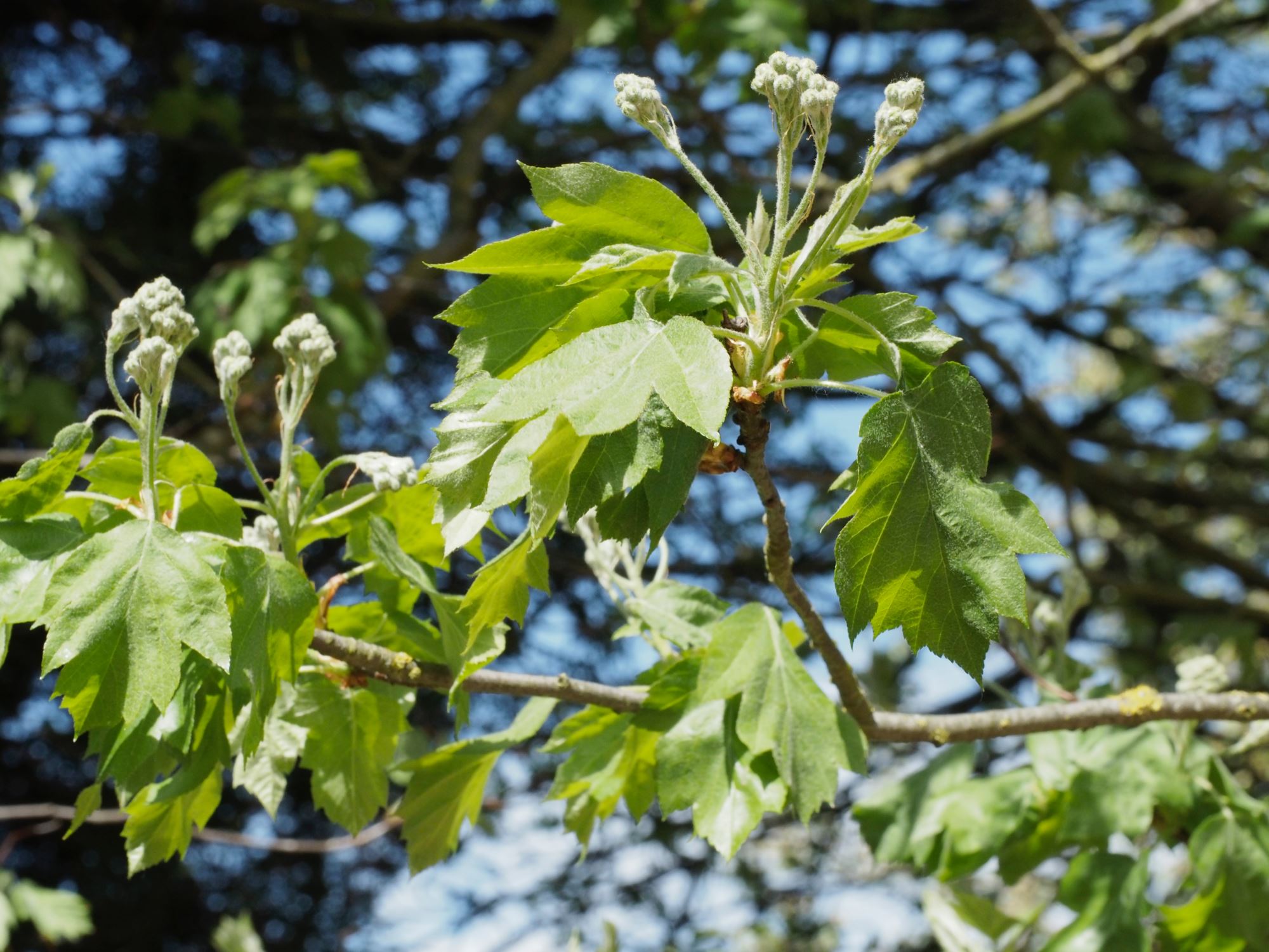 Image of Sorbus torminalis
