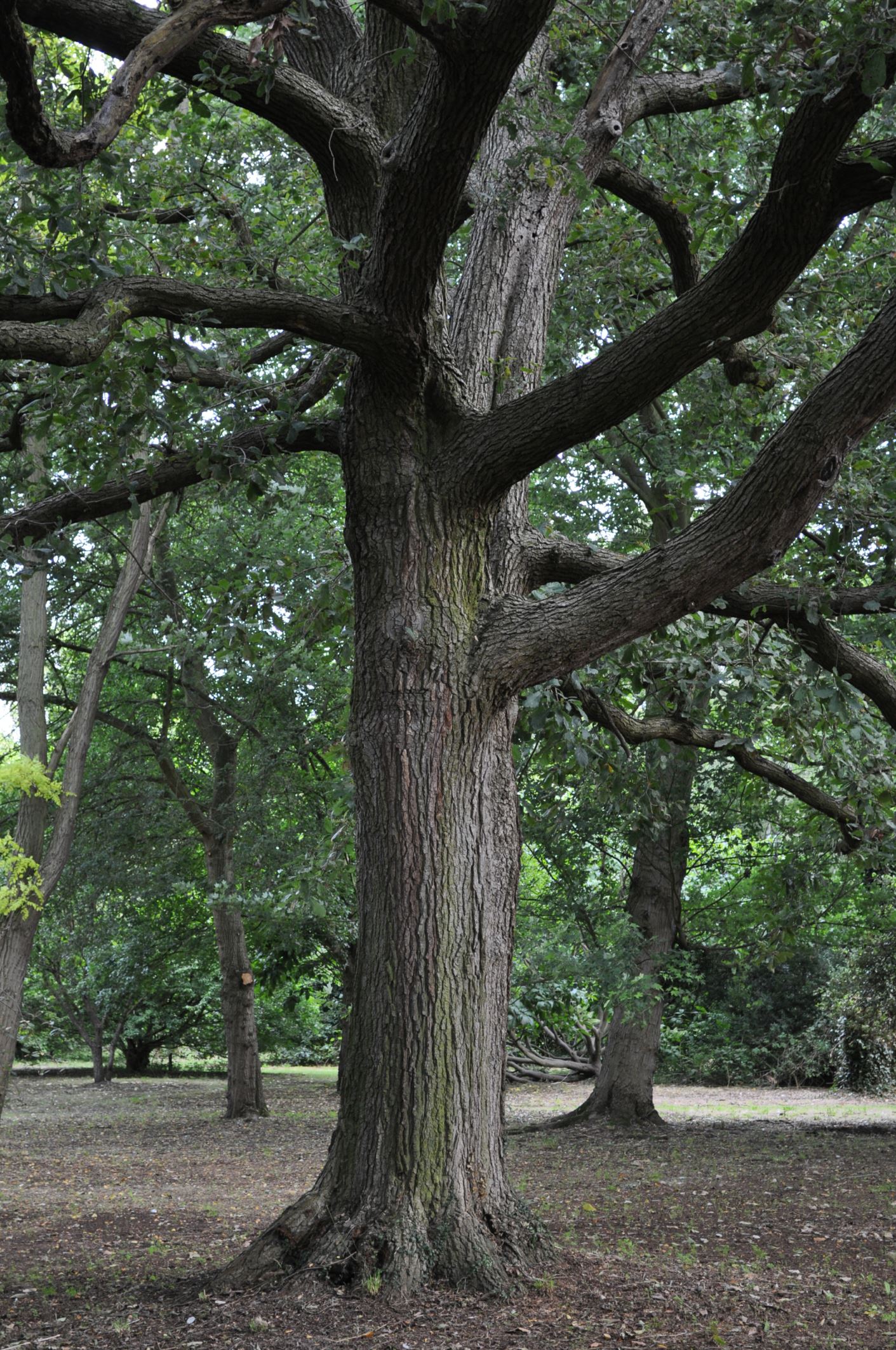 Image of Quercus Ã— warburgii