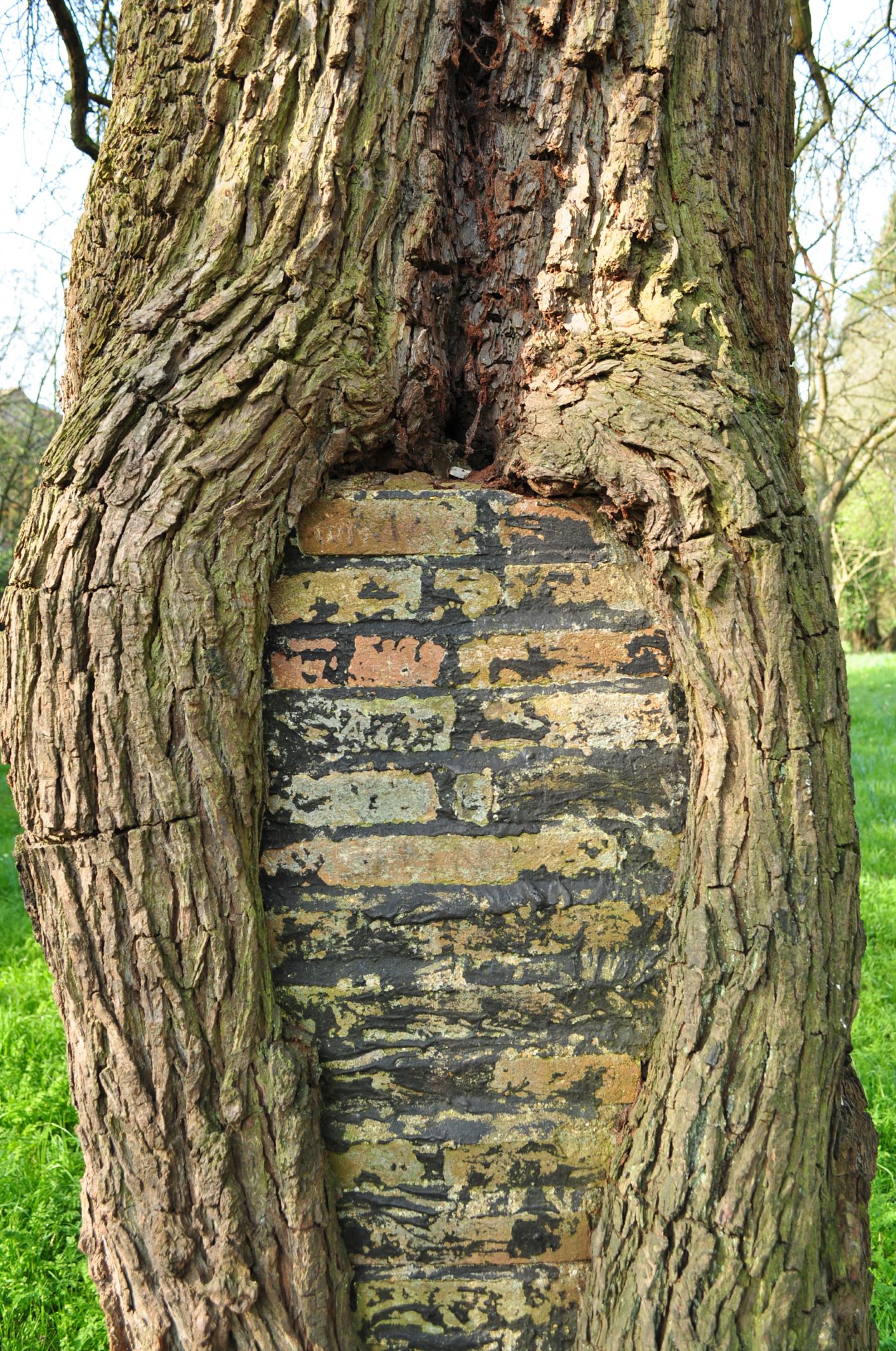 Image of Pyrus communis
