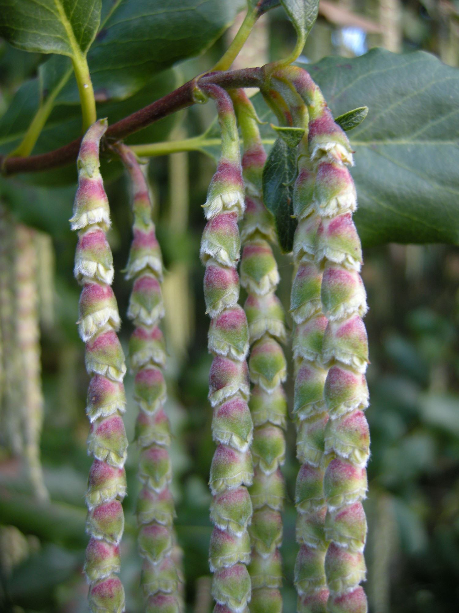 Image of Garrya Ã— issaquahensis