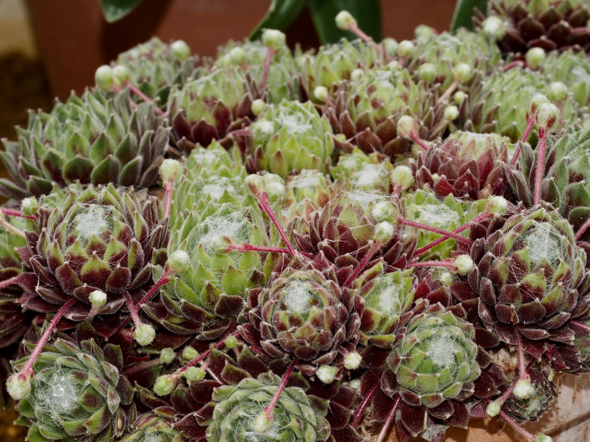 Image of Sempervivum 'Kramer's Spinard'