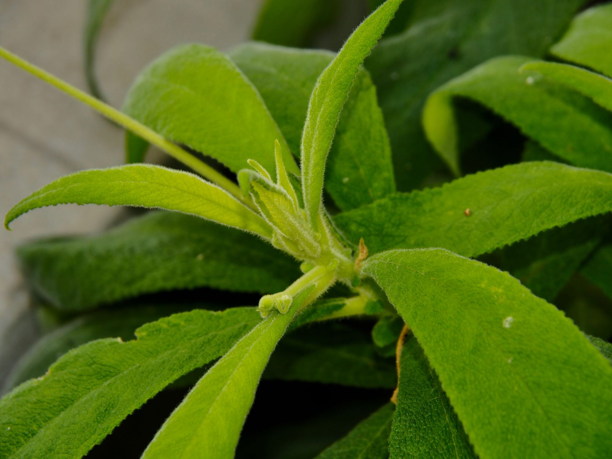Image of Rhytidophyllum tomentosum