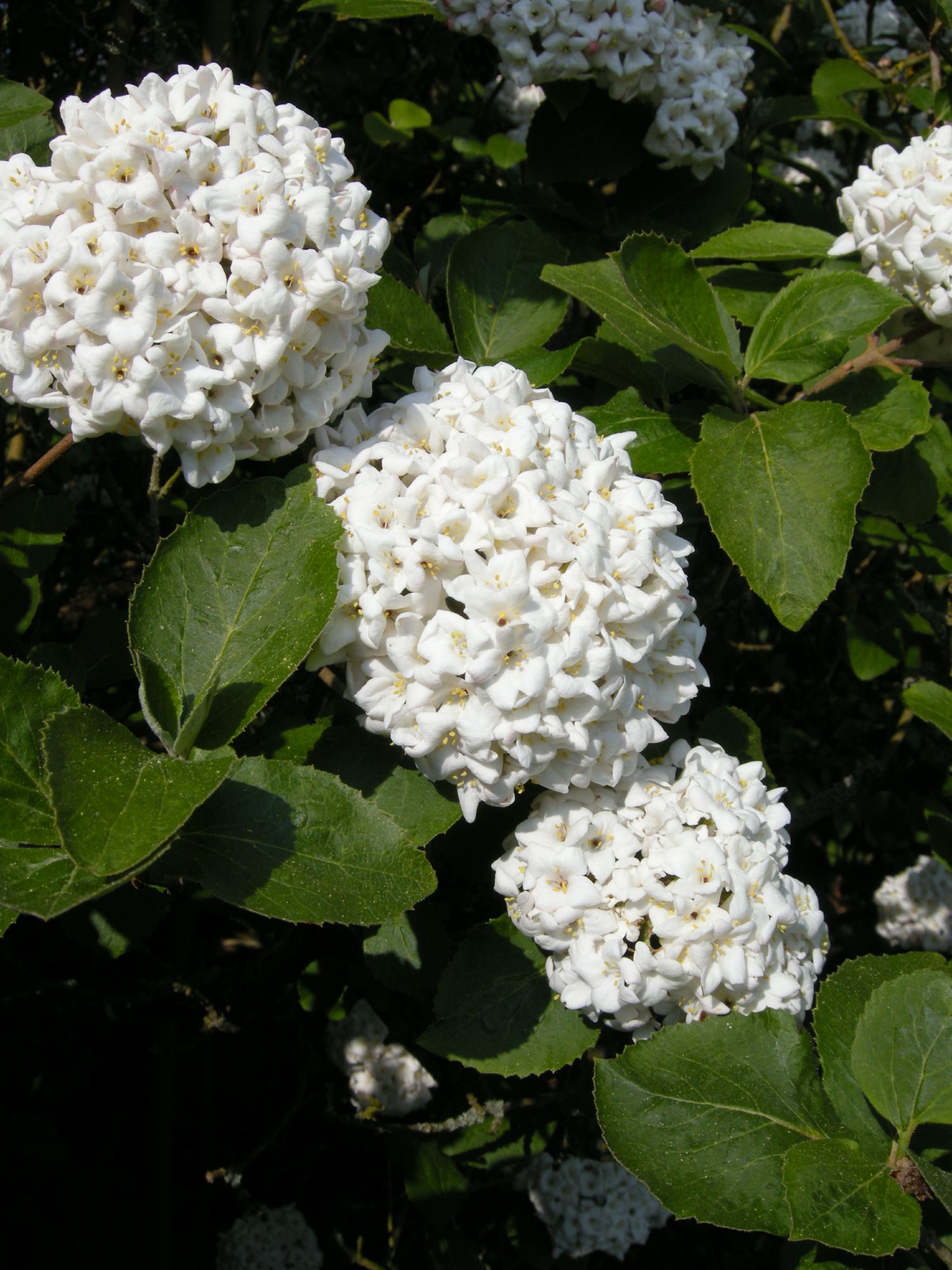 Image of Viburnum Ã— carlcephalum