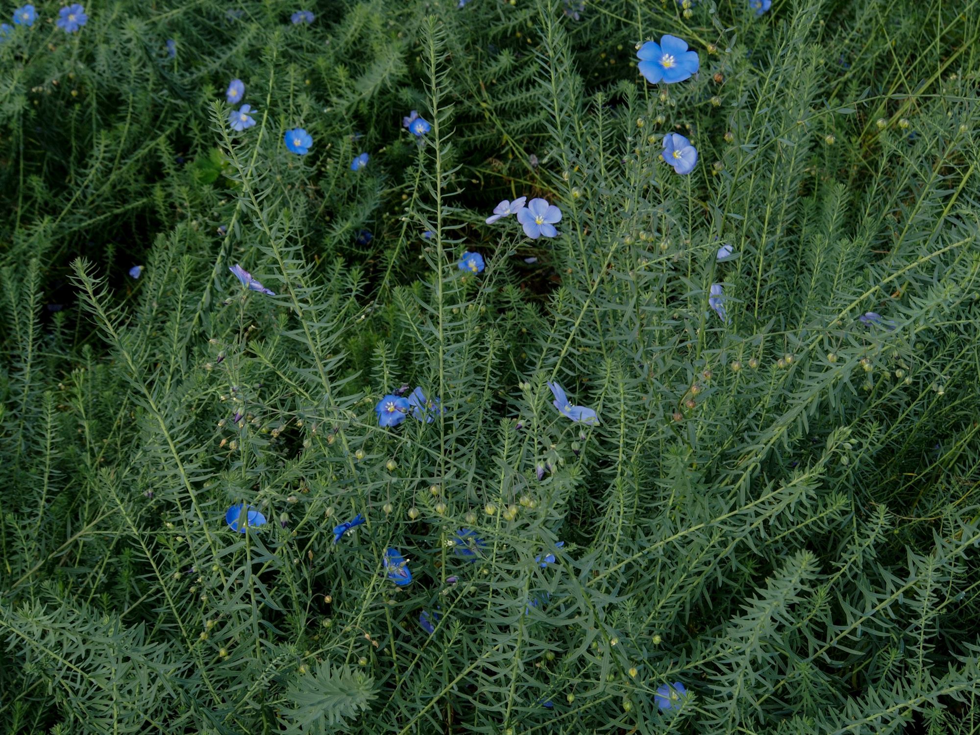 Image of Linum perenne
