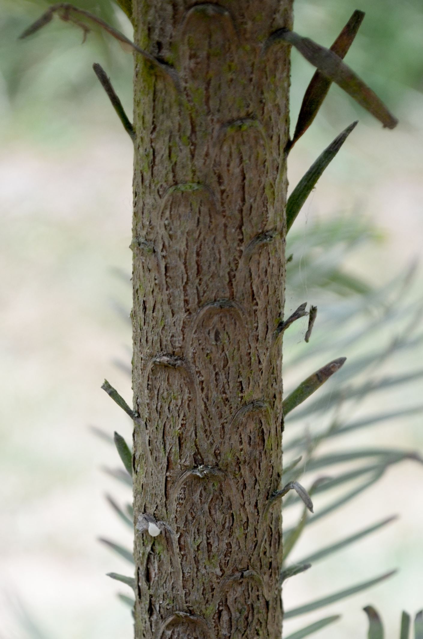 Image of Wollemia nobilis