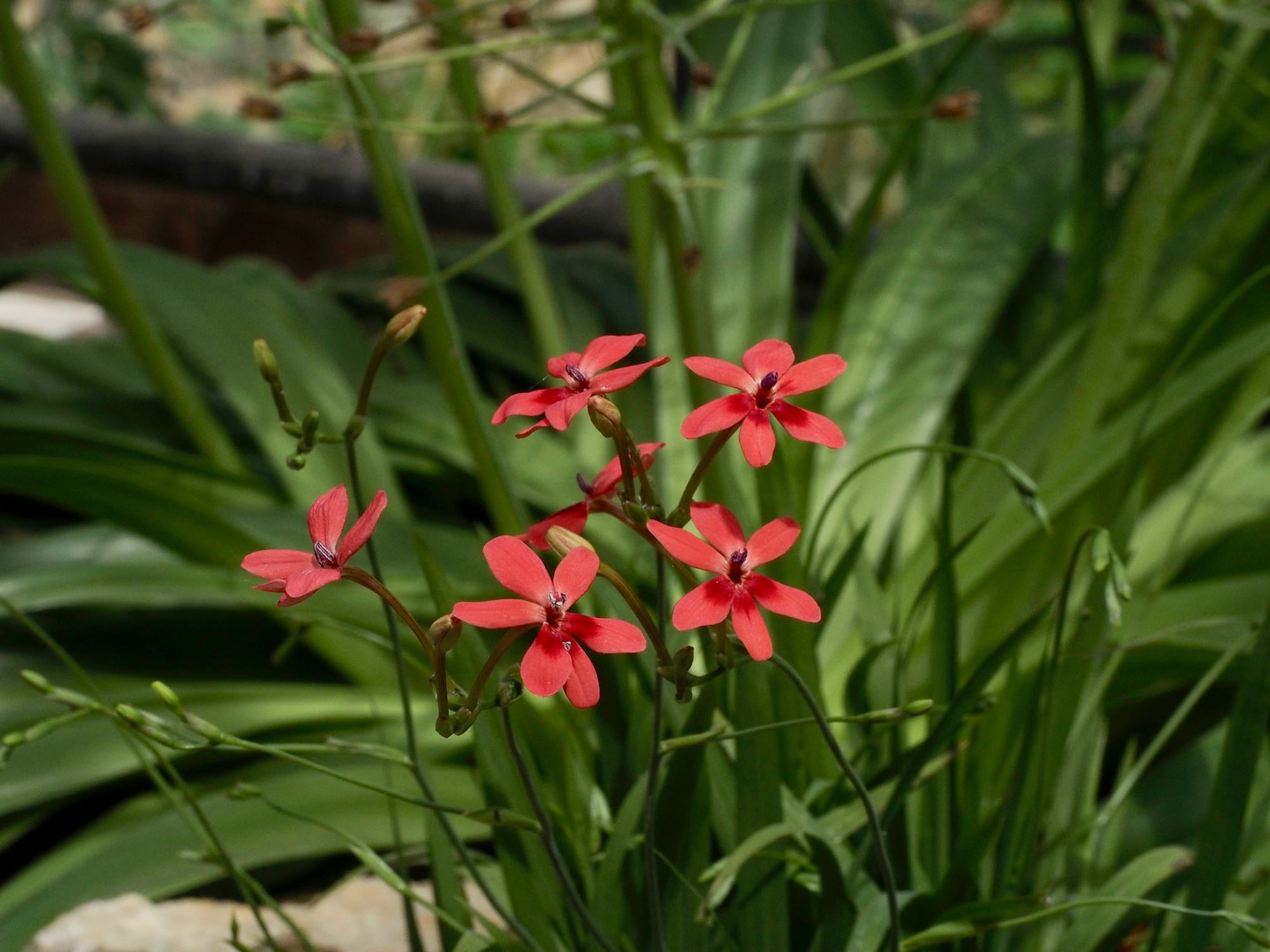 Image of Freesia laxa