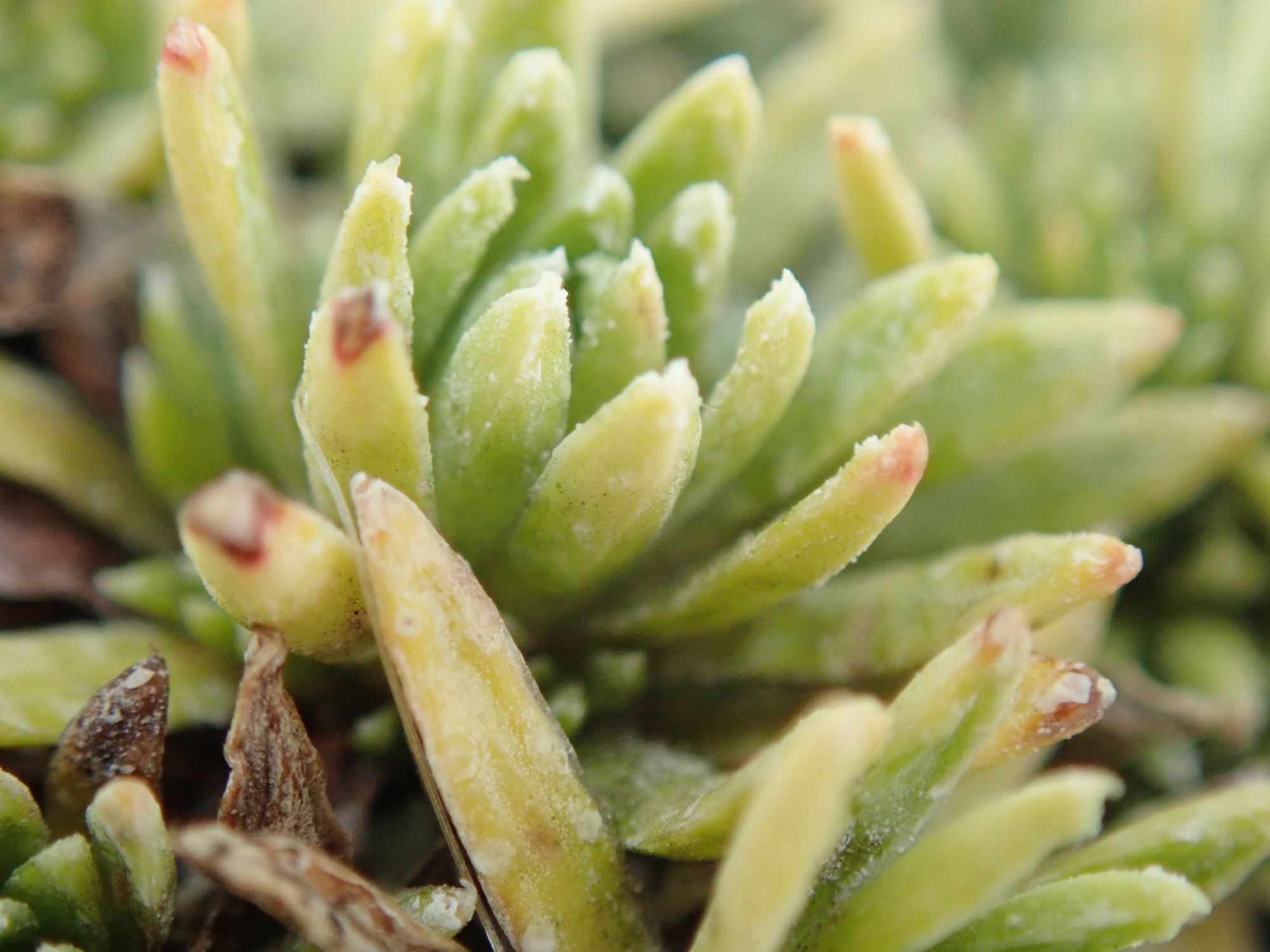 Image of Saxifraga ferdinandi-coburgi var. rhodopea