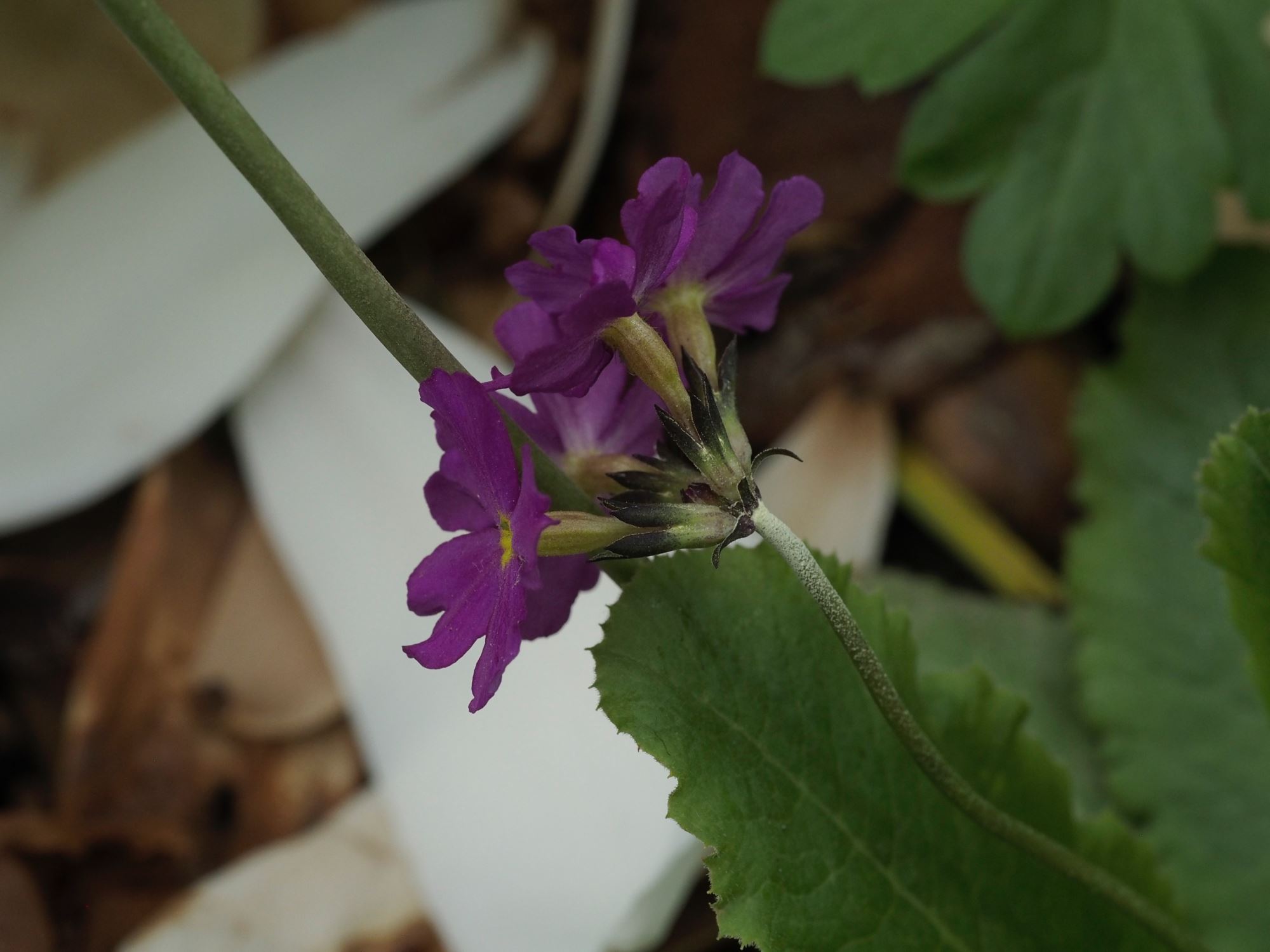 Image of Primula denticulata