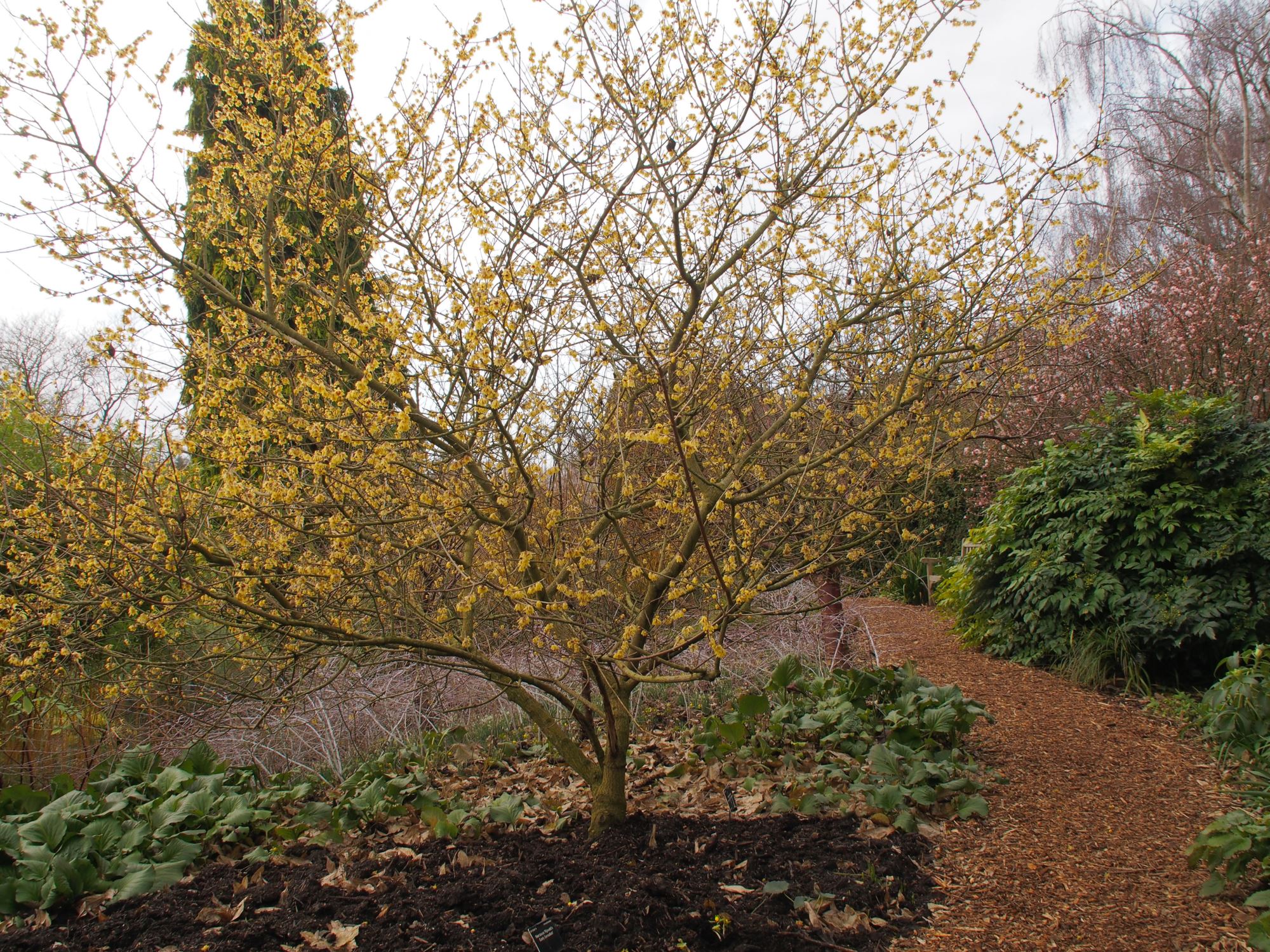 Image of Chimonanthus praecox 'Grandiflorus'