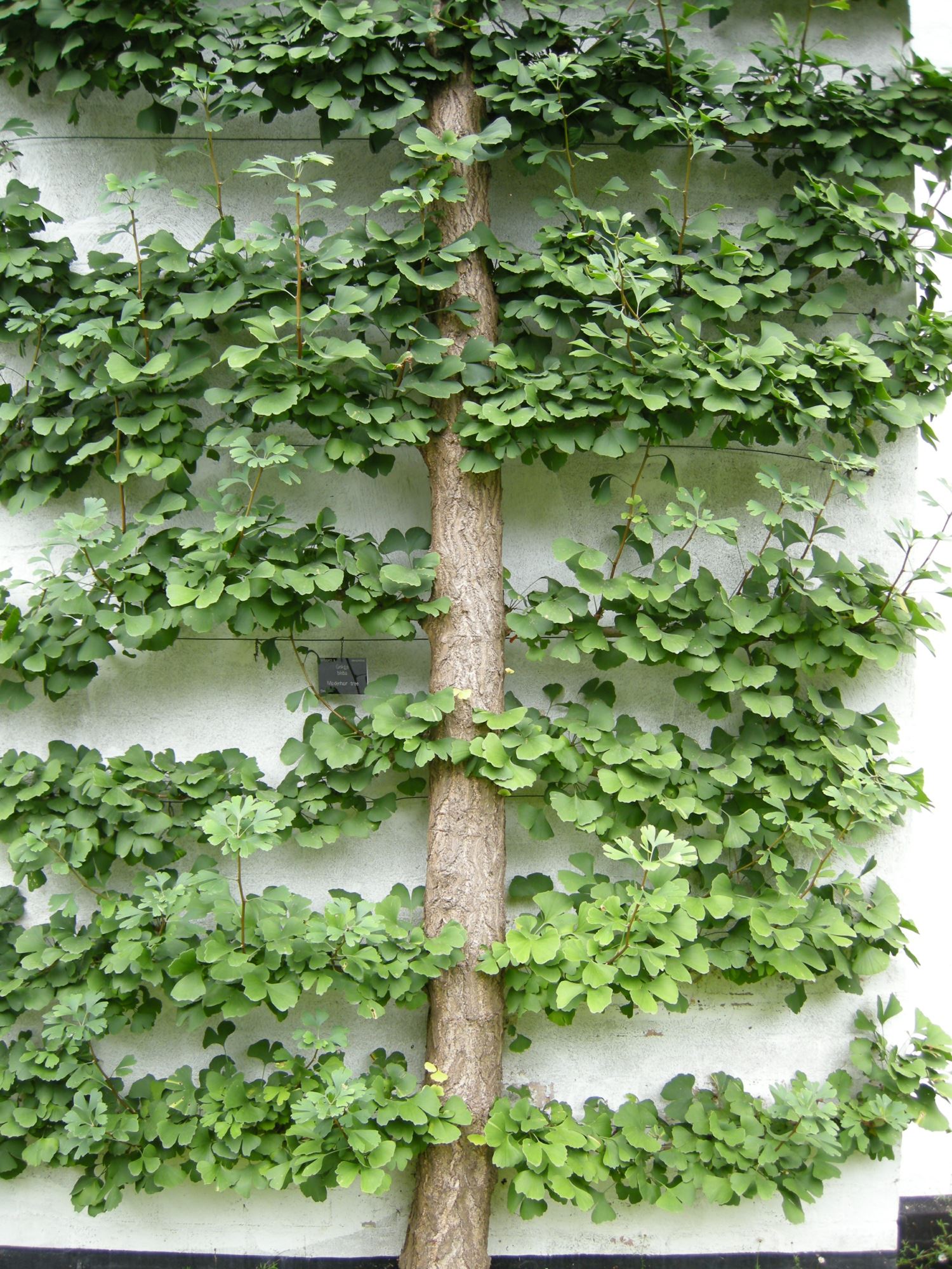 Image of Ginkgo biloba