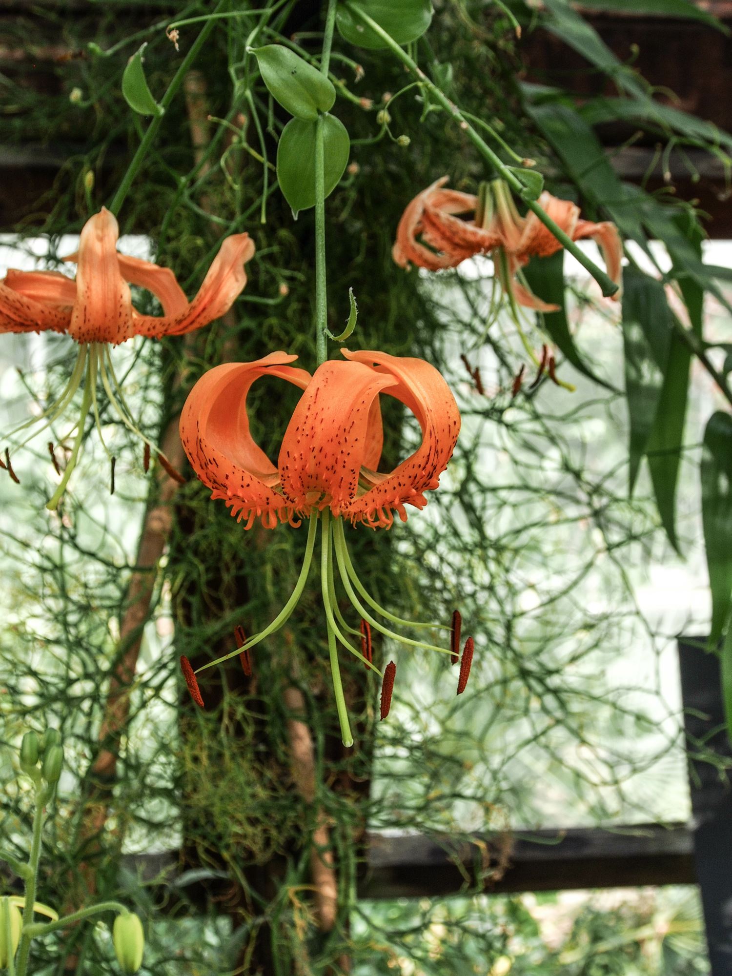 Image of Lilium henryi