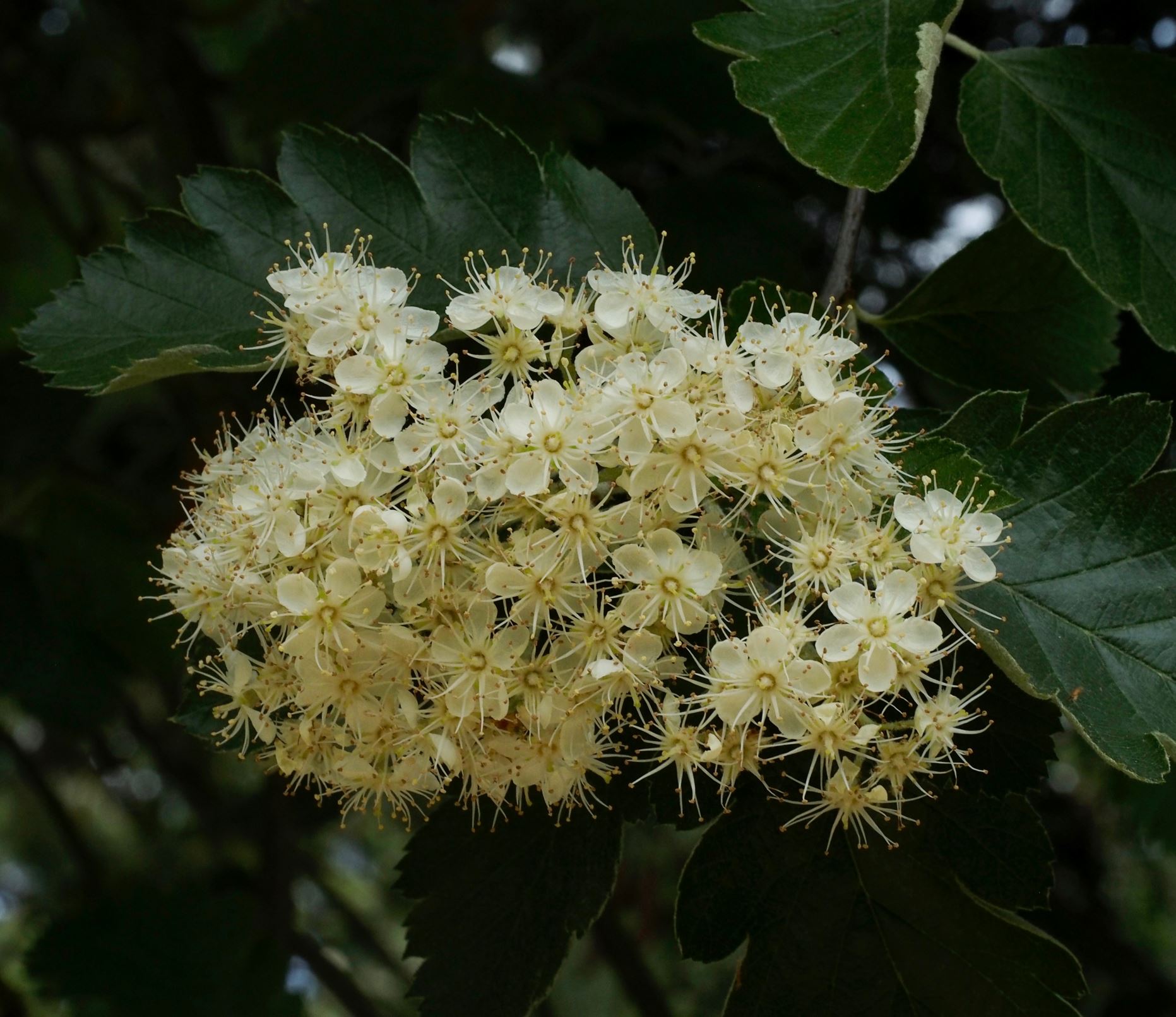 Image of Sorbus intermedia