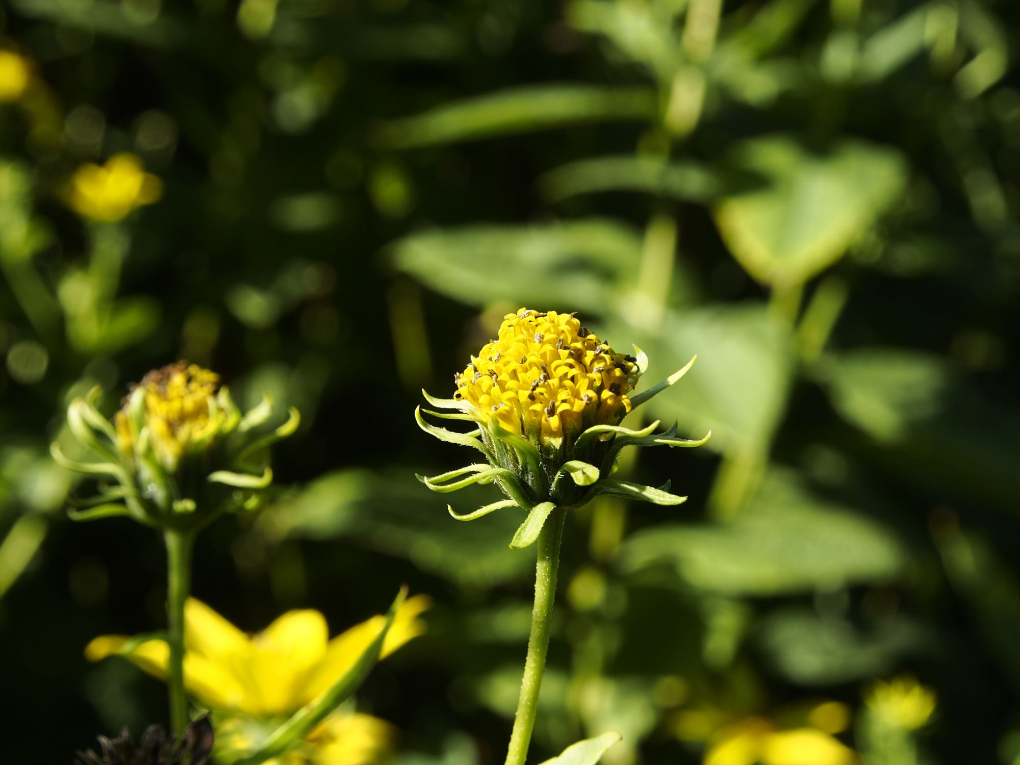 Image of Helianthus decapetalus