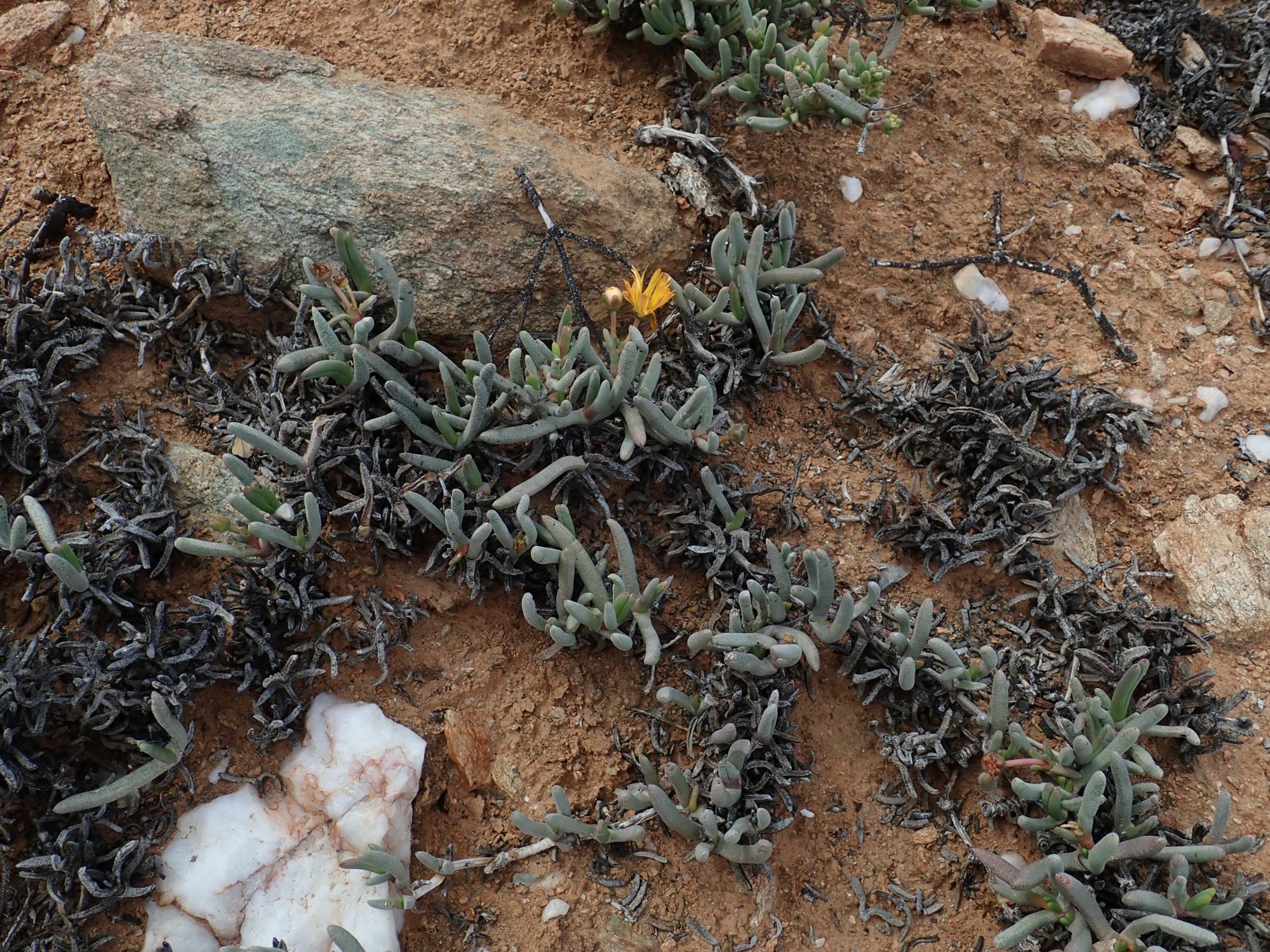 Image of Cephalophyllum ebracteatum