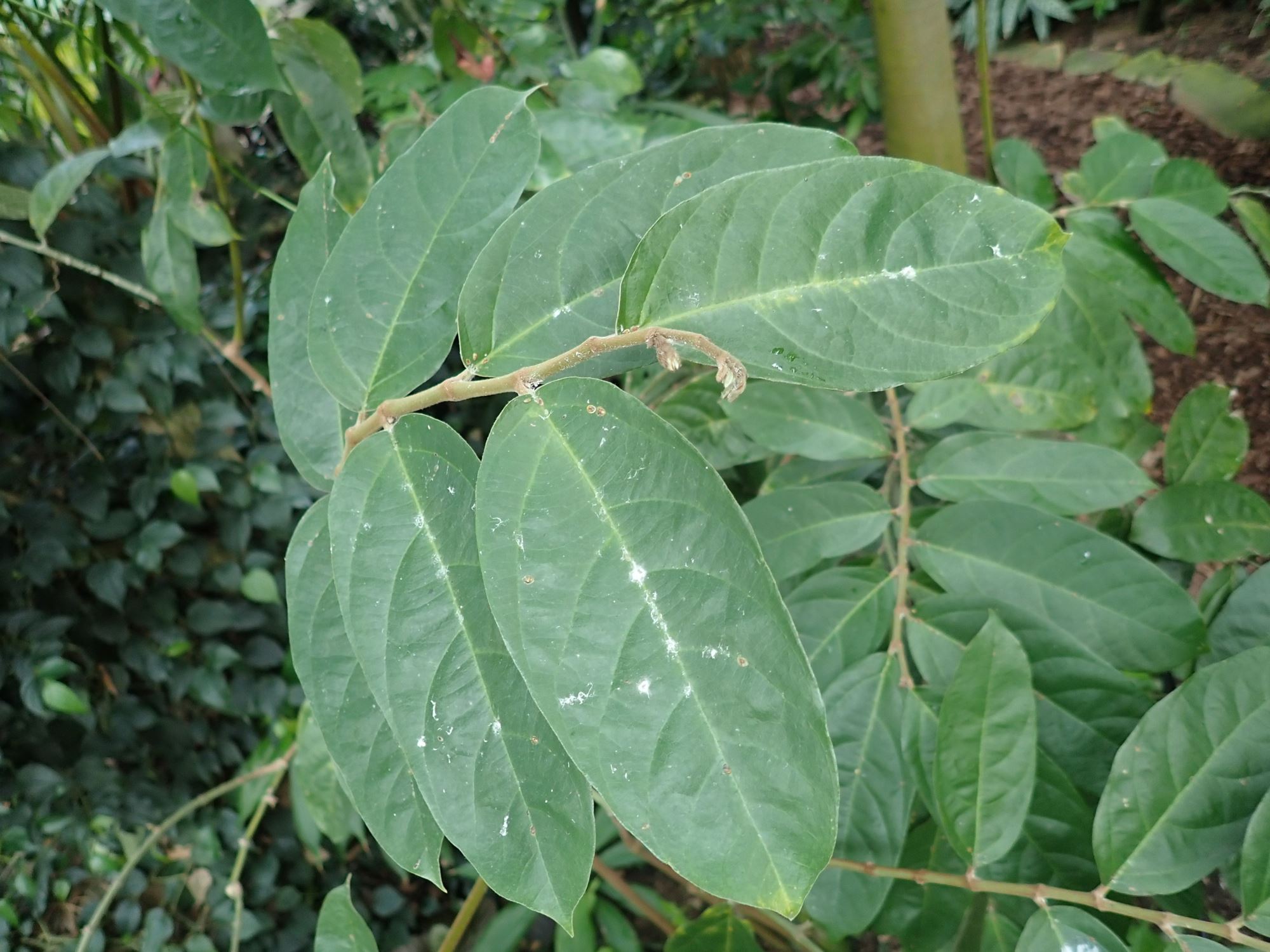 Image of Aristolochia arborea