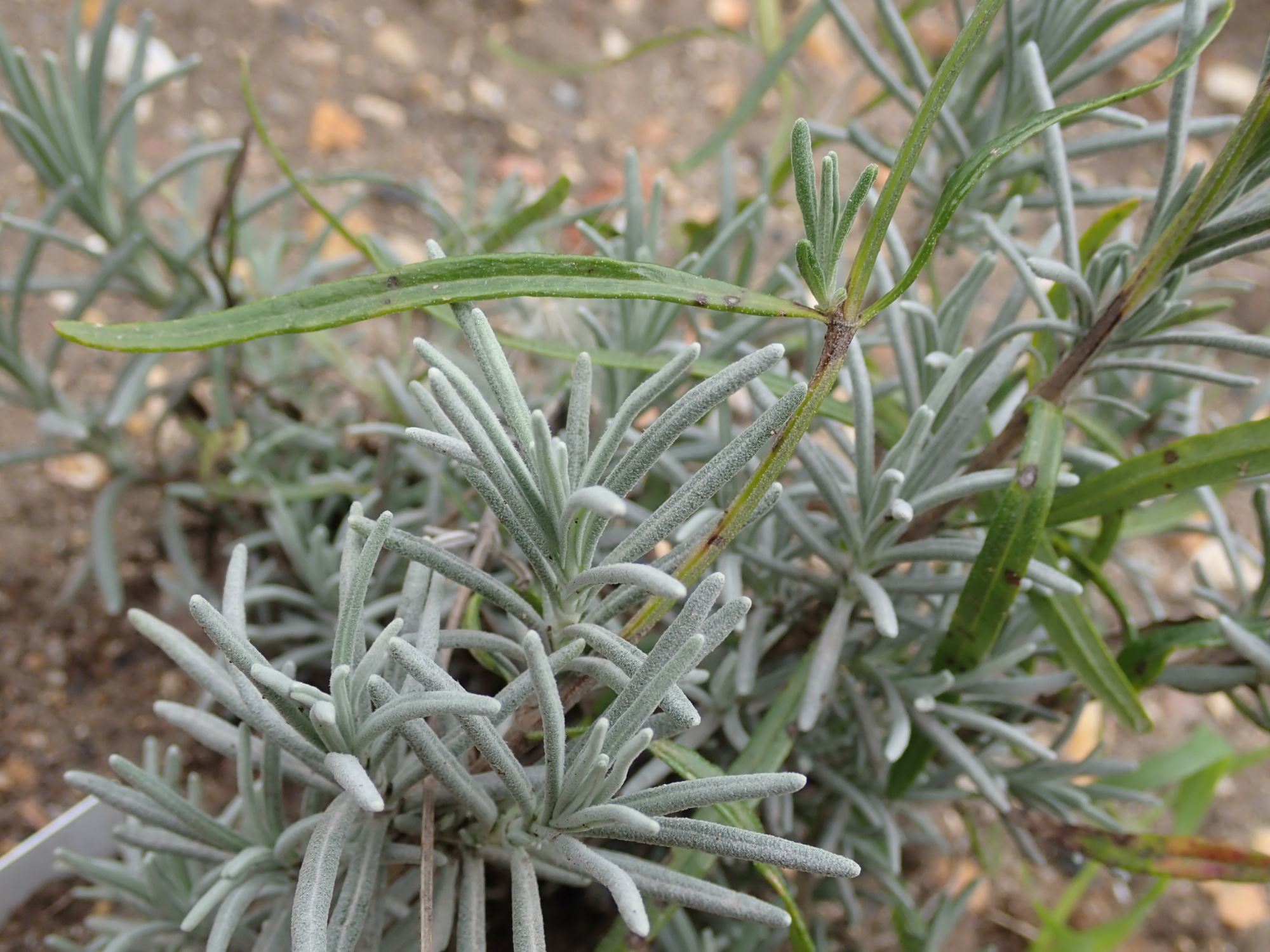Image of Lavandula angustifolia subsp. pyrenaica