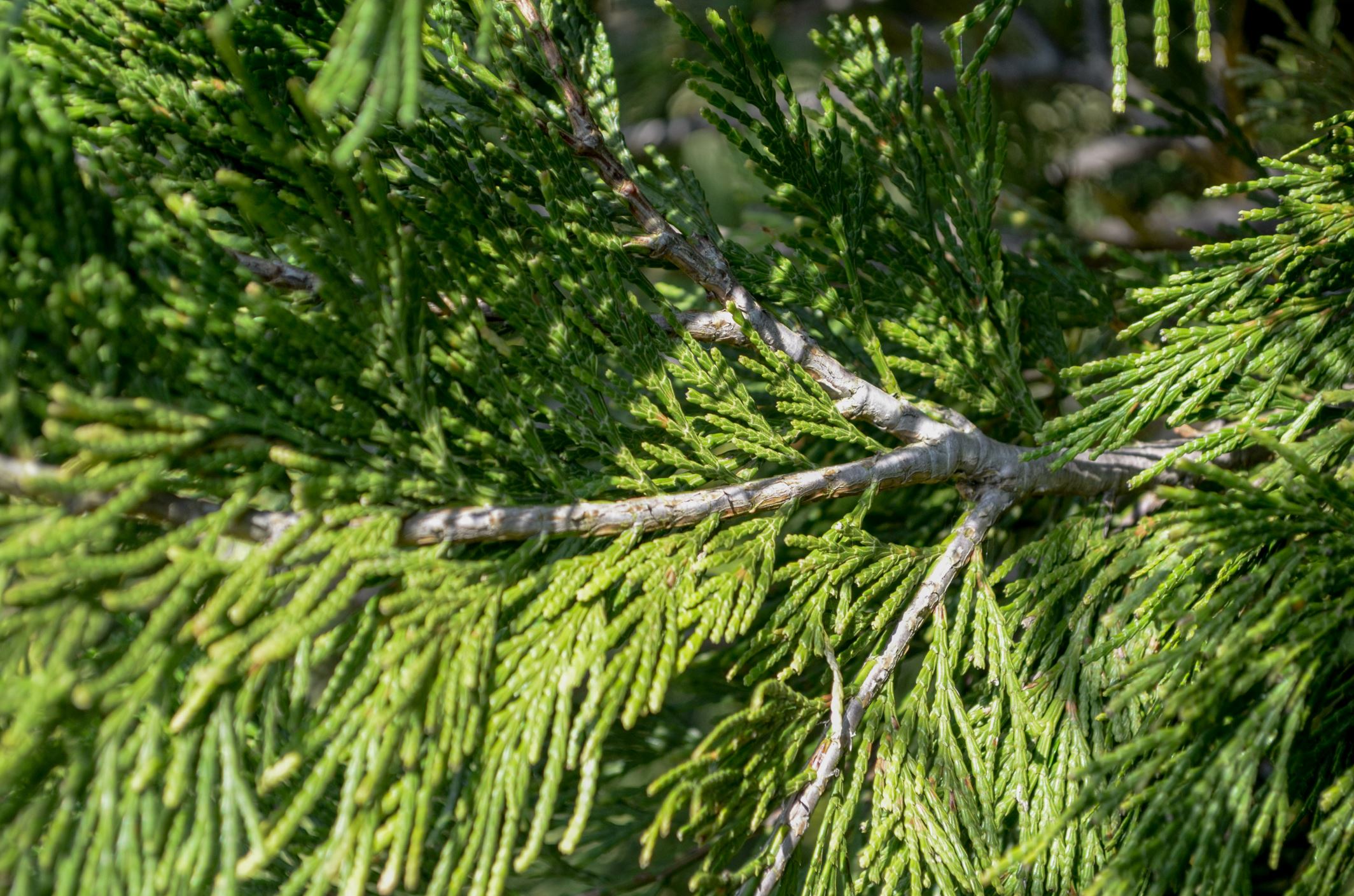 Image of Calocedrus decurrens