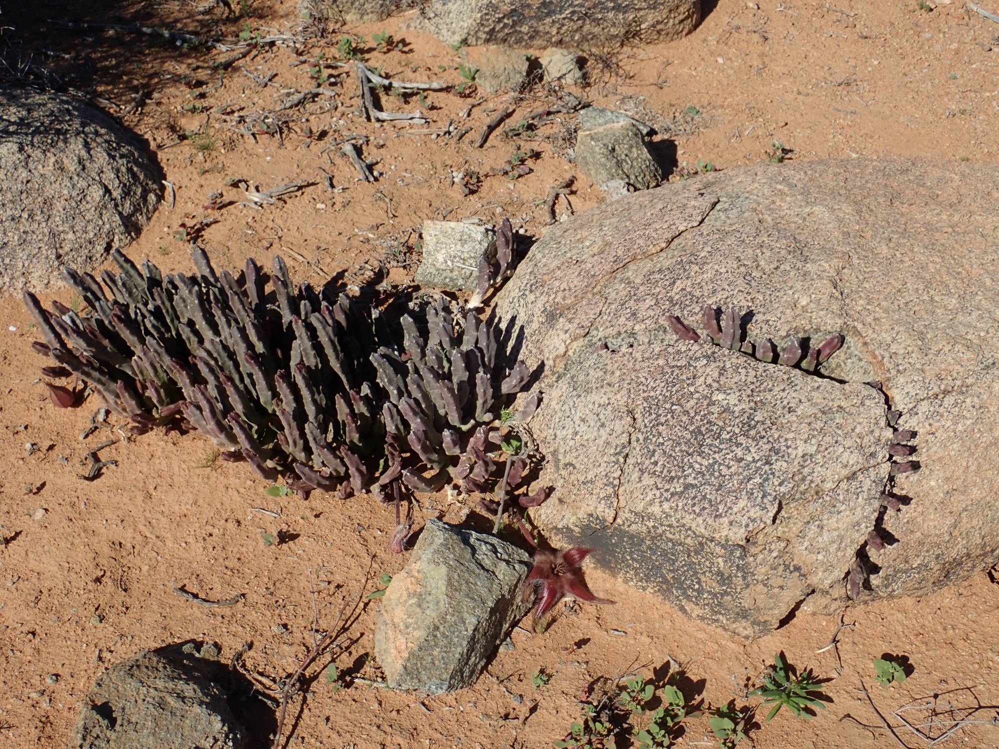 Image of Stapelia hirsuta var. gariepensis