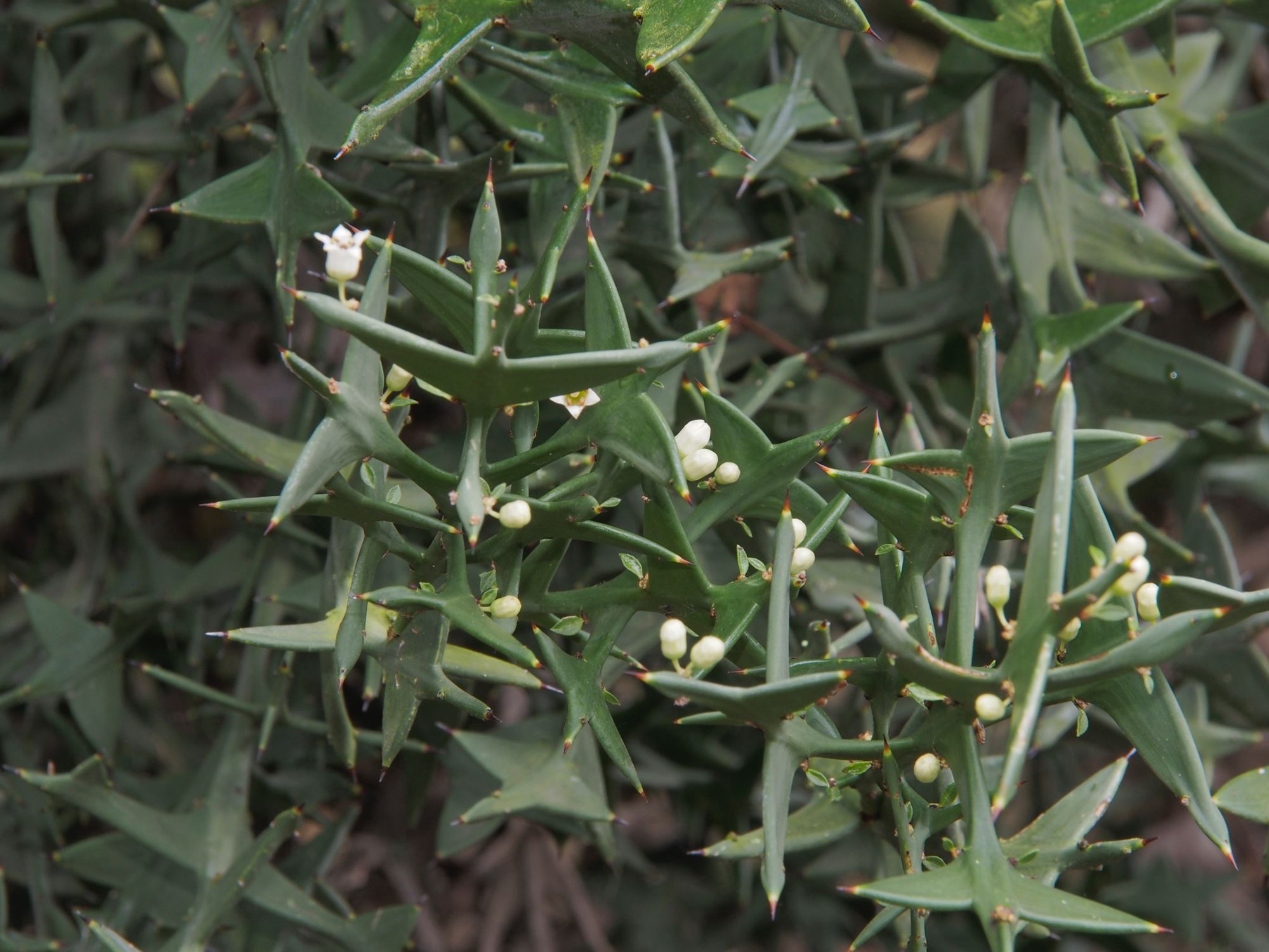 Image of Colletia paradoxa