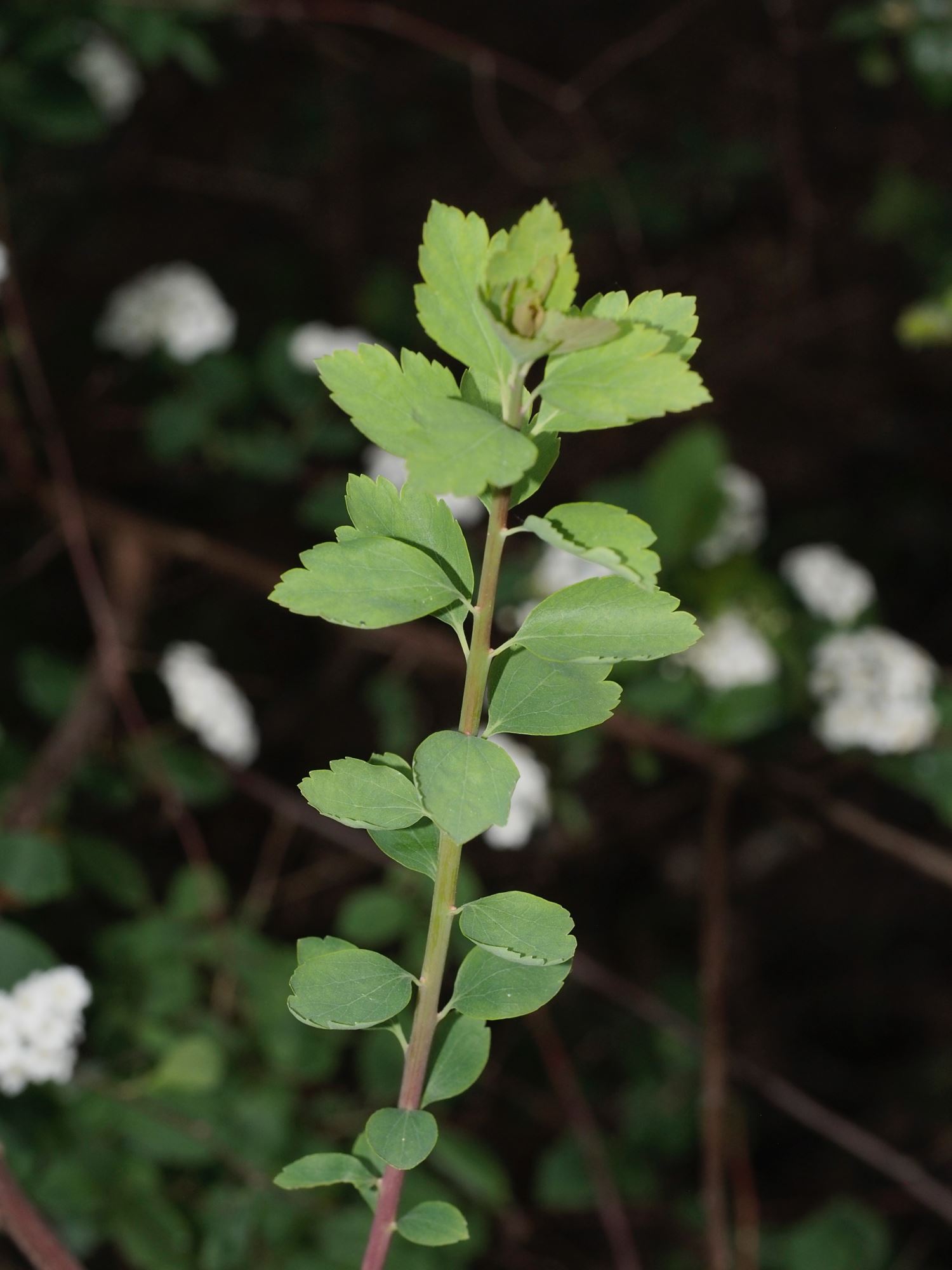 Image of Spiraea Ã— vanhouttei