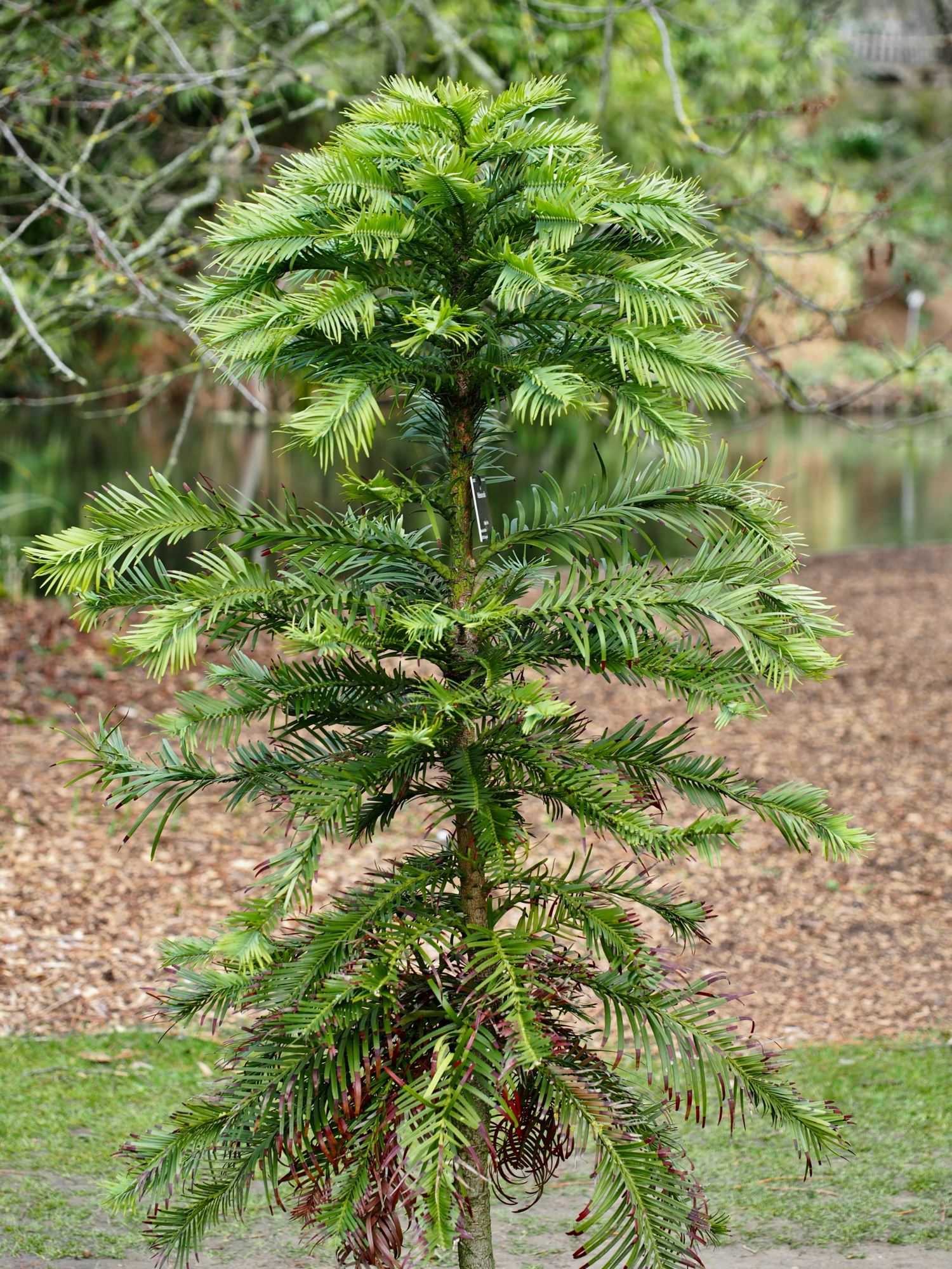 Image of Wollemia nobilis