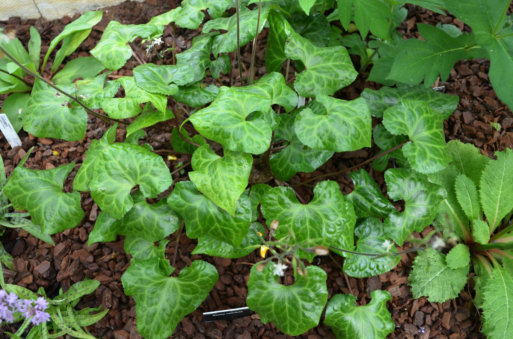 Image of Beesia calthifolia