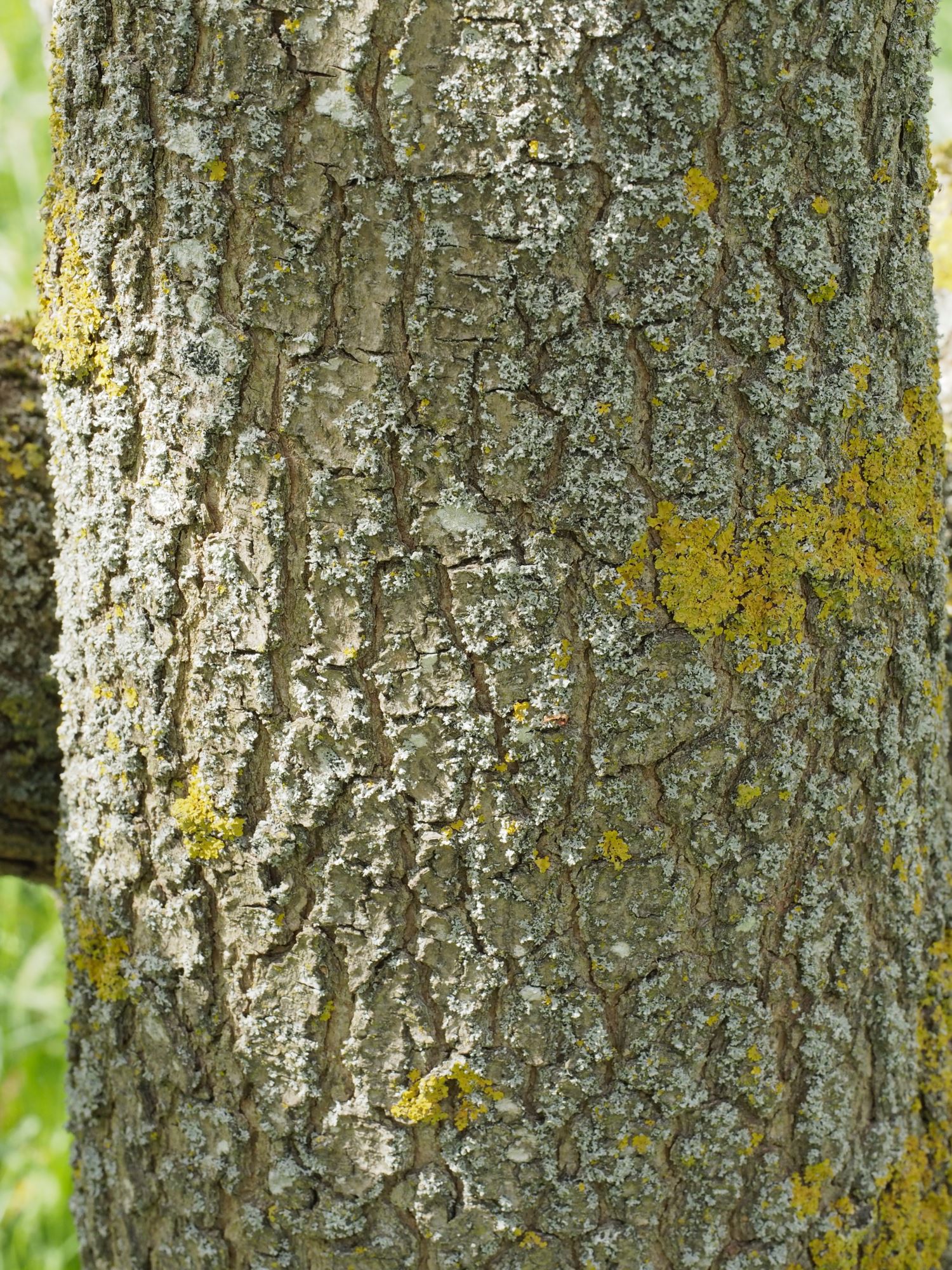 Image of Pistacia chinensis