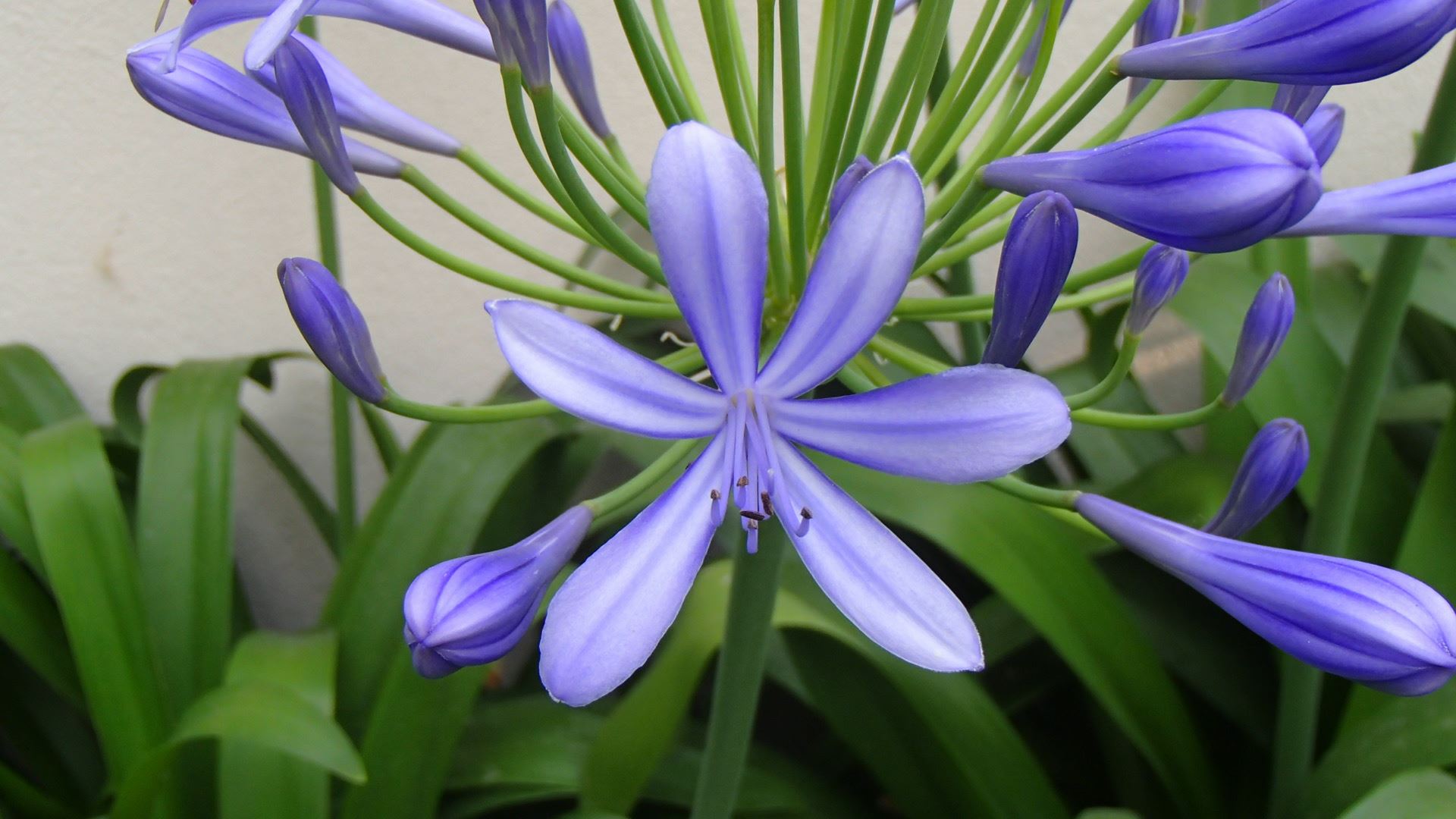 Image of Agapanthus praecox subsp. praecox