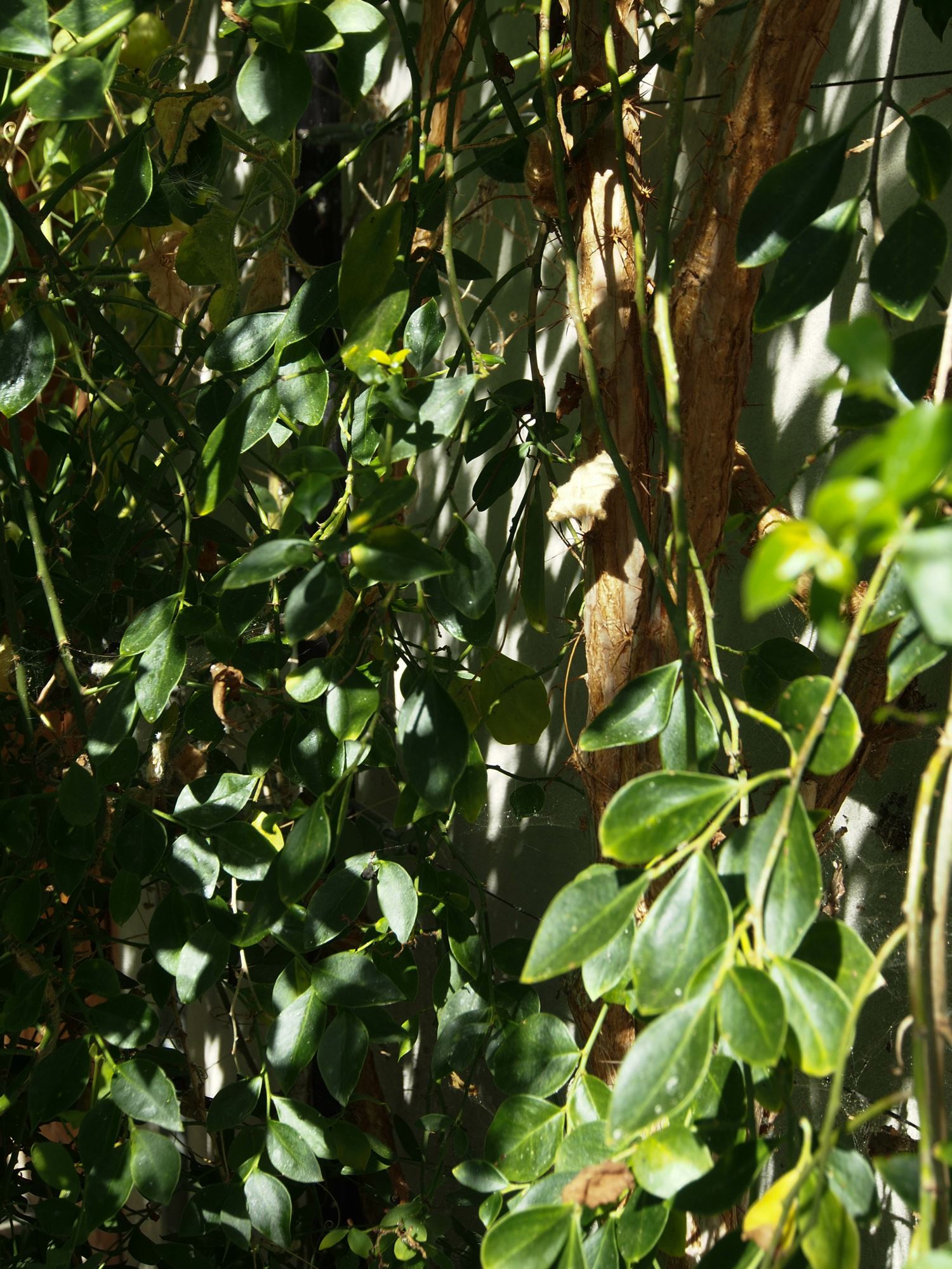 Image of Pereskia weberiana