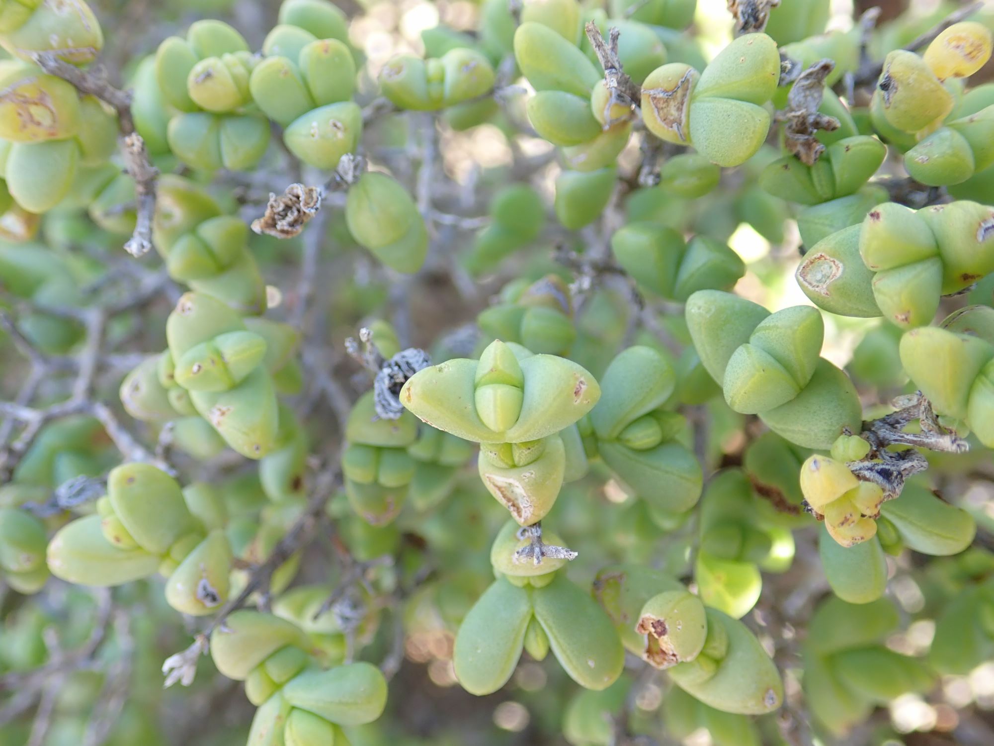 Image of Mitrophyllum clivorum