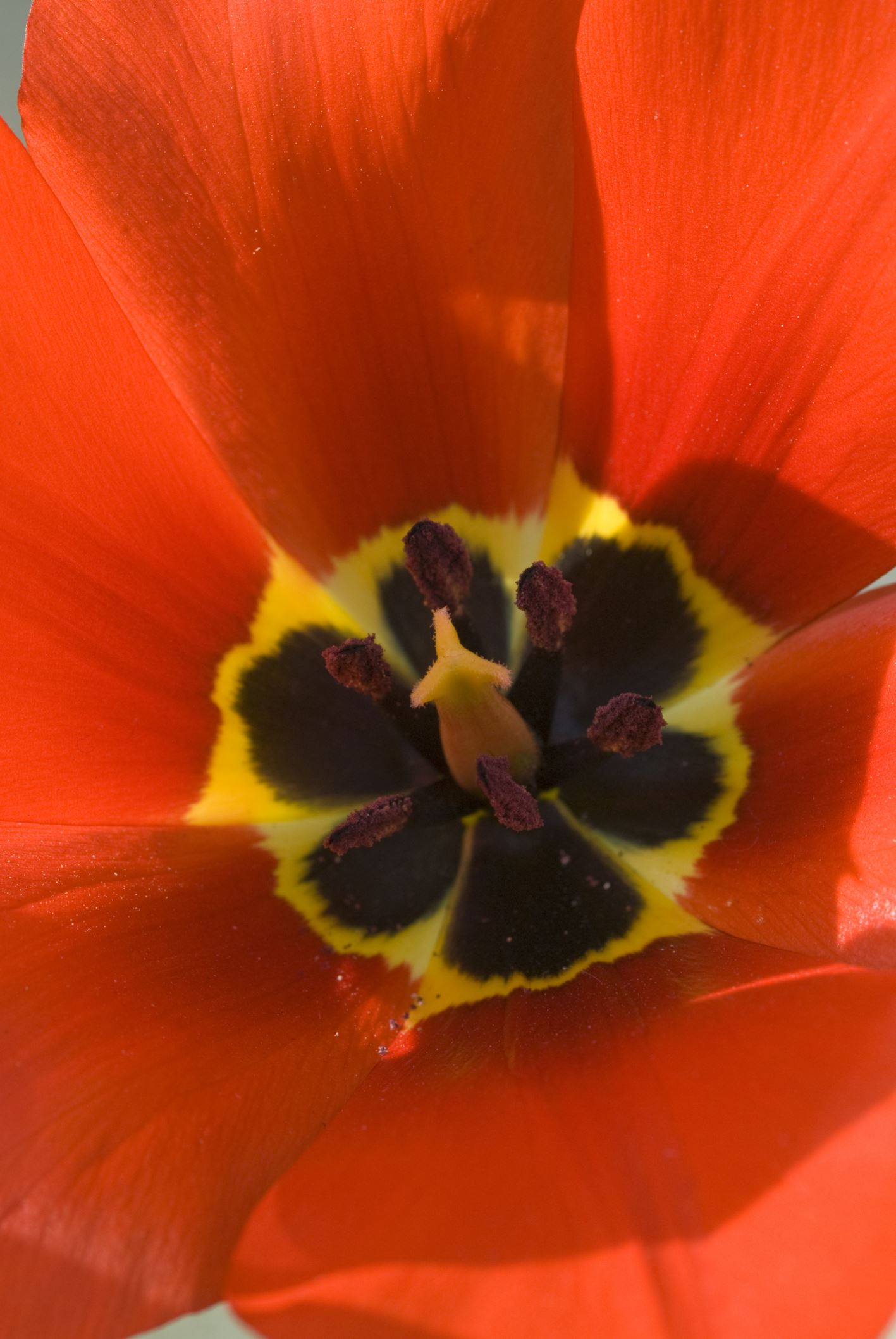 Image of Tulipa undulatifolia