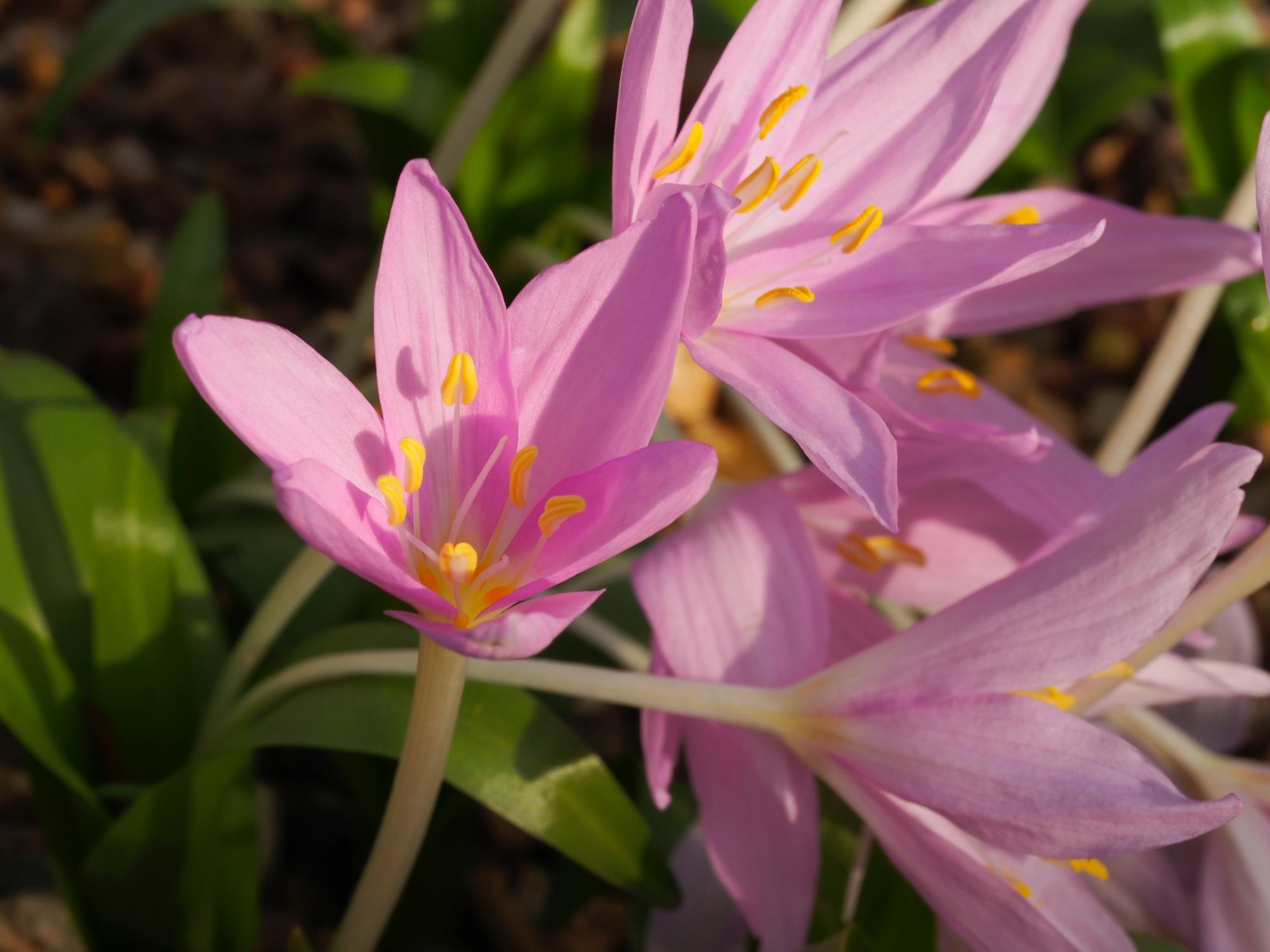 Image of Colchicum baytopiorum