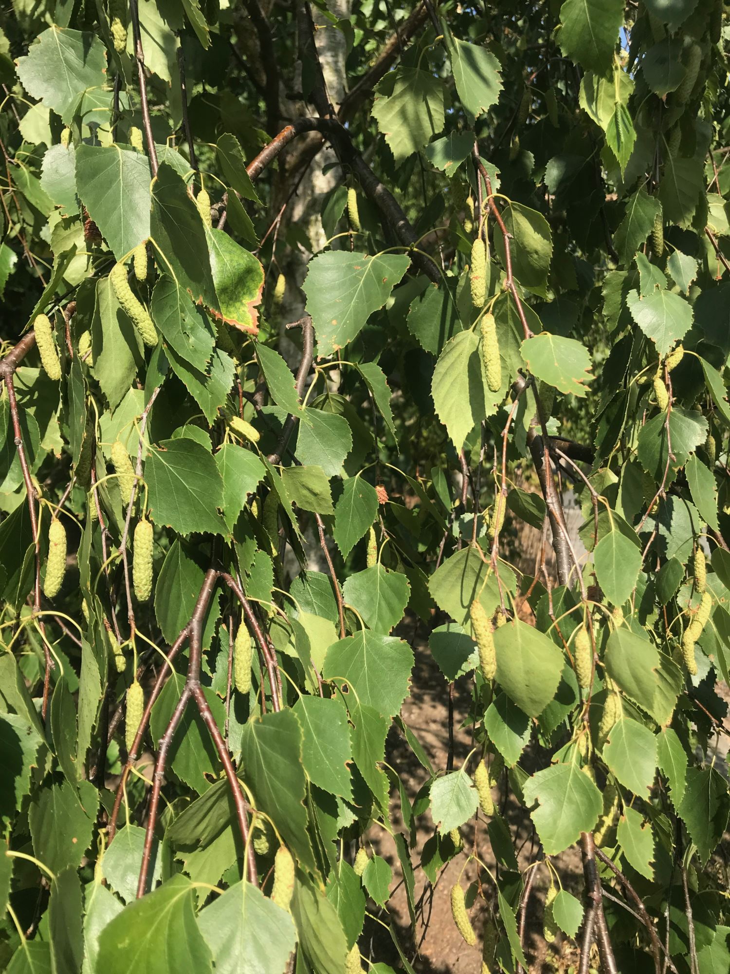 Image of Betula pendula subsp. pendula