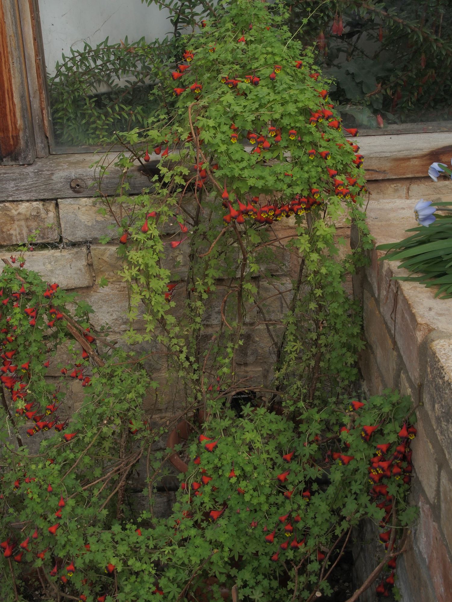 Image of Tropaeolum tricolor