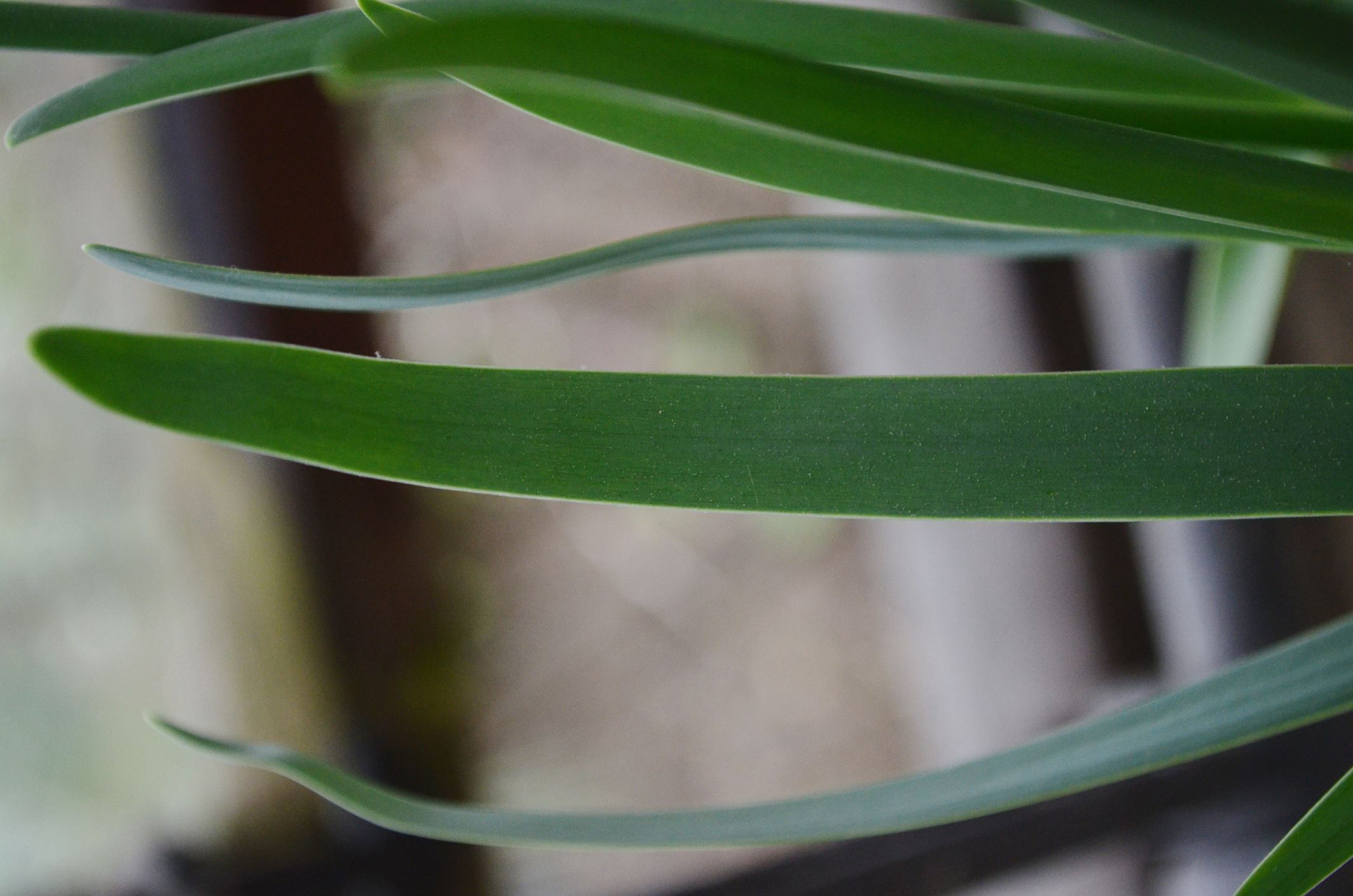 Image of Allium carolinianum