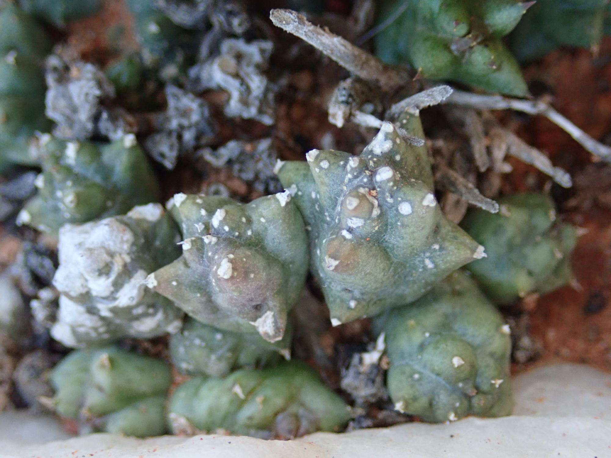 Image of Duvalia caespitosa