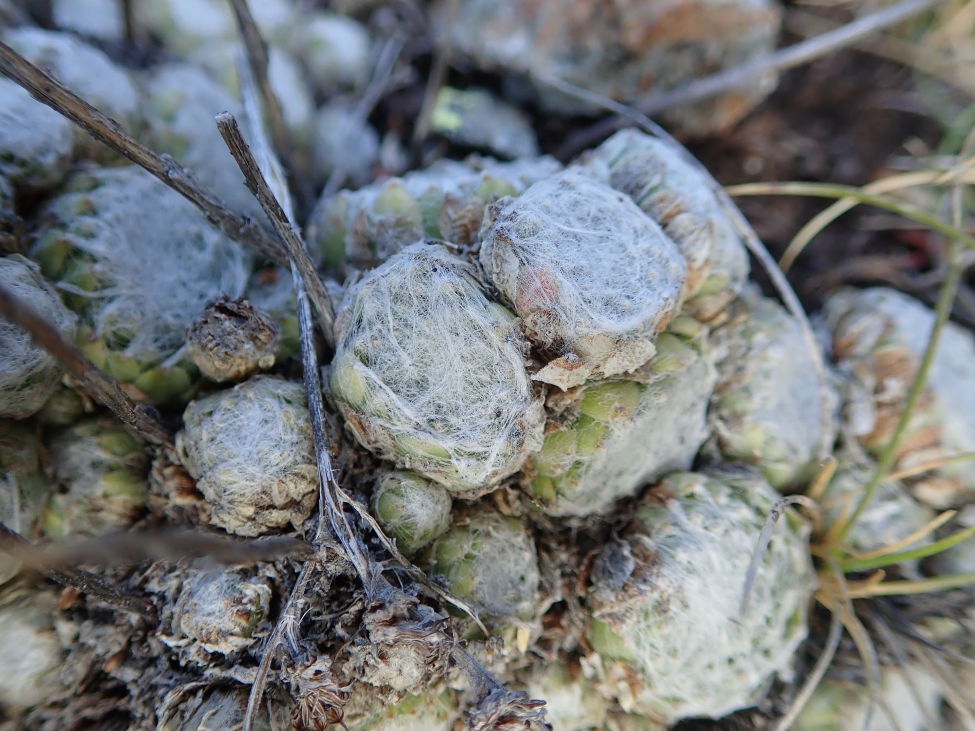 Image of Sempervivum arachnoideum
