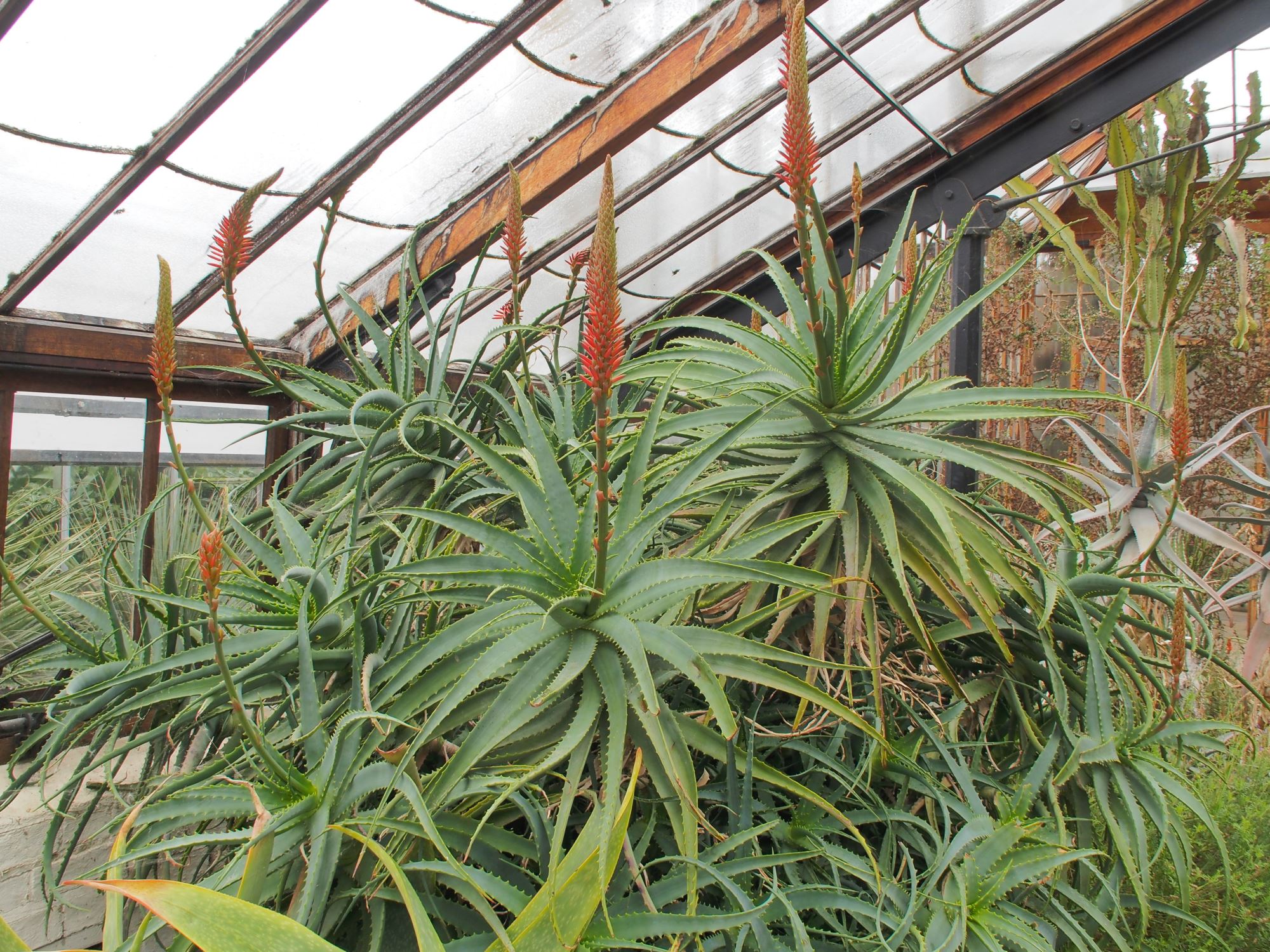 Image of Aloe arborescens