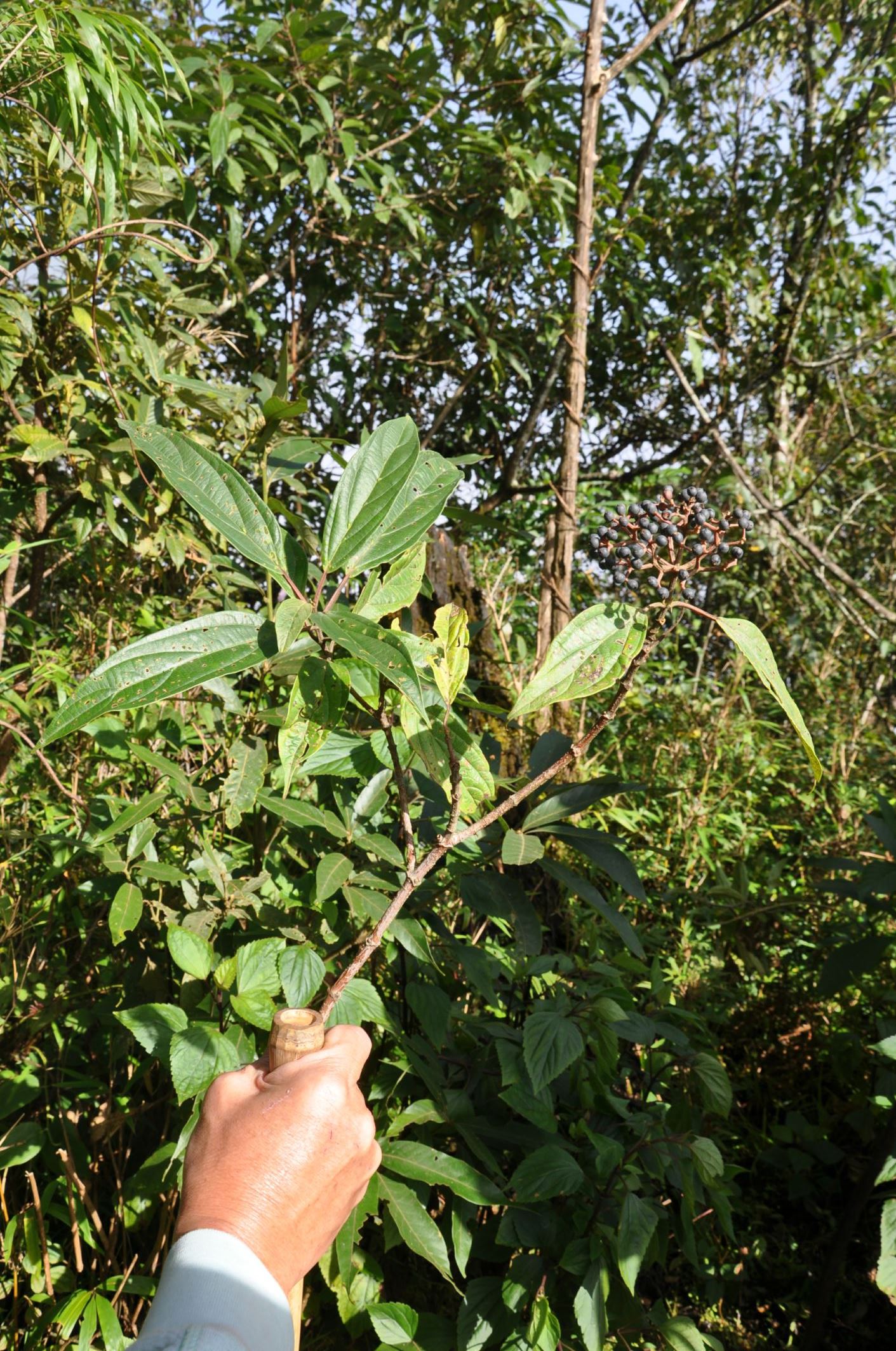 Image of Viburnum cylindricum