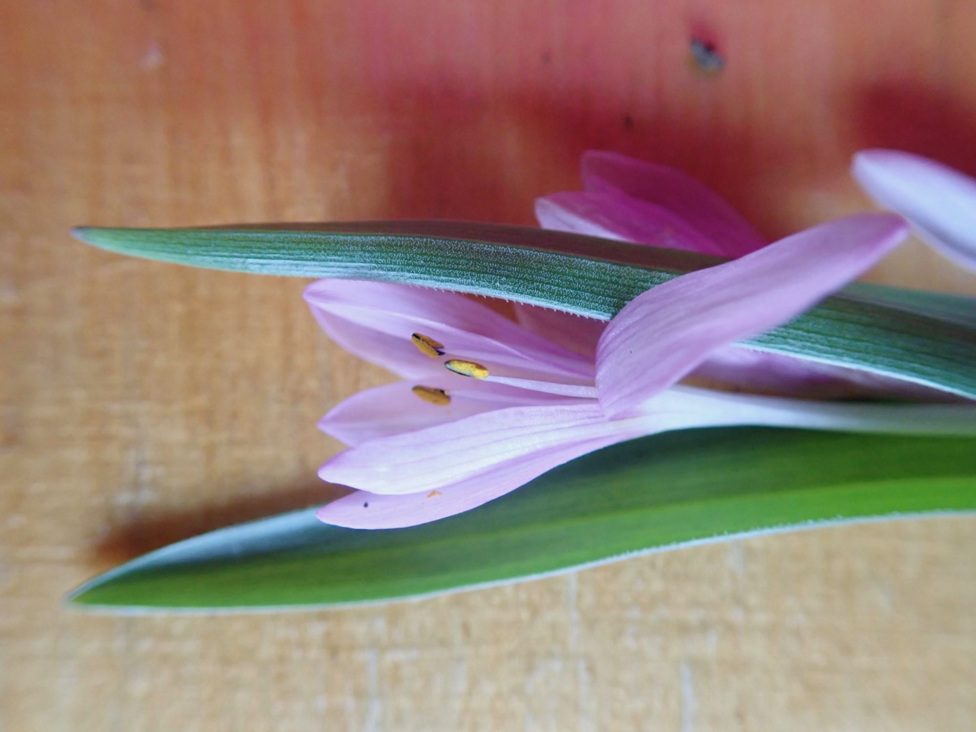 Image of Colchicum cupanii
