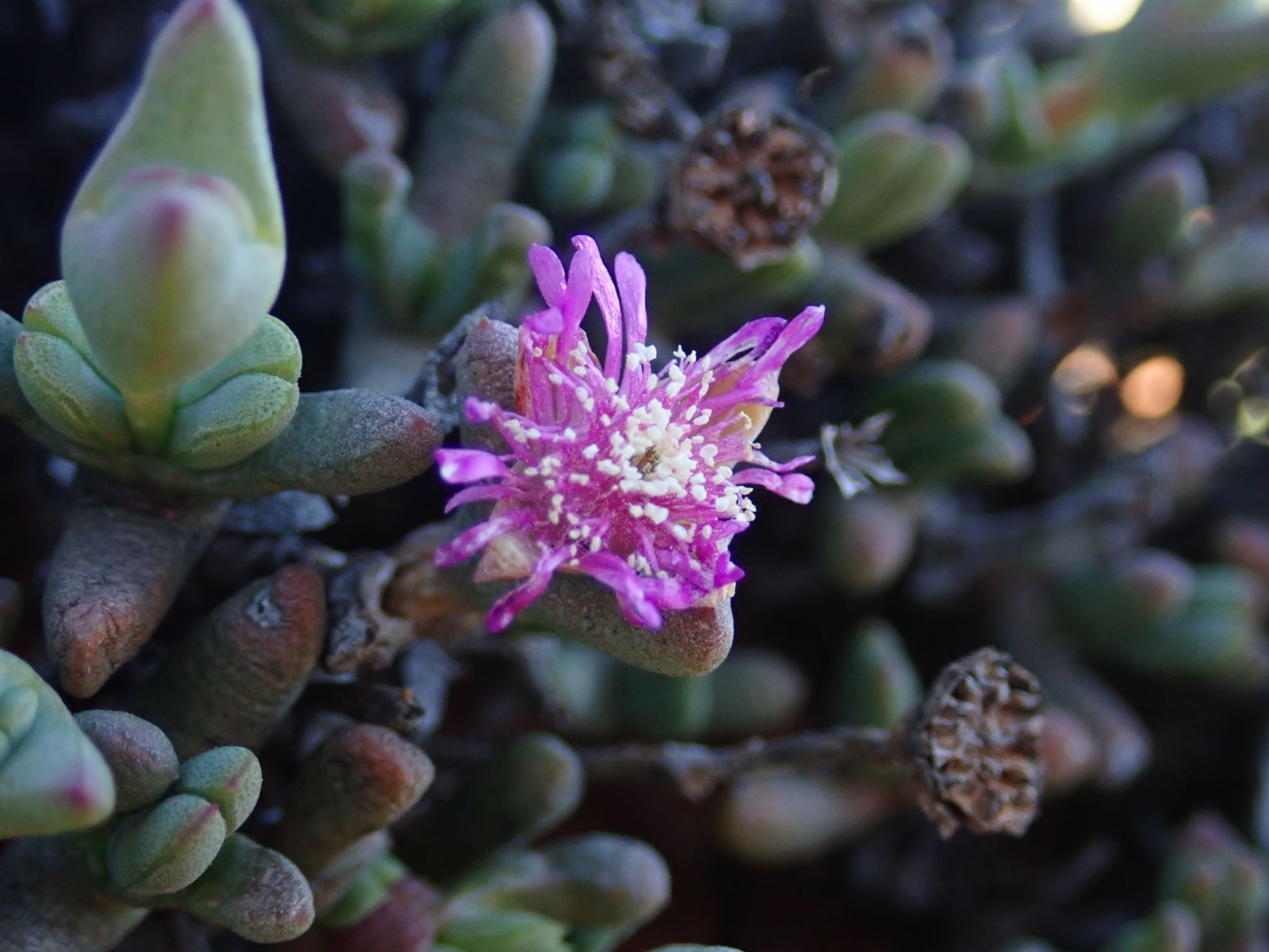 Image of Leipoldtia sp.