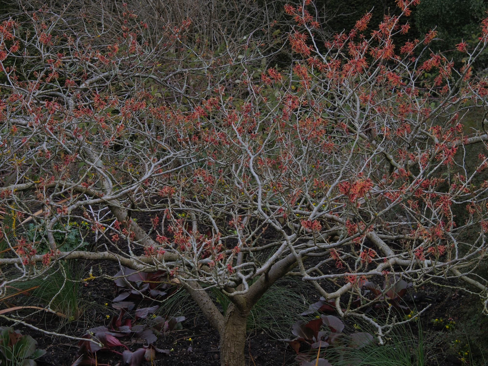 Image of Hamamelis Ã— intermedia 'Jelena'