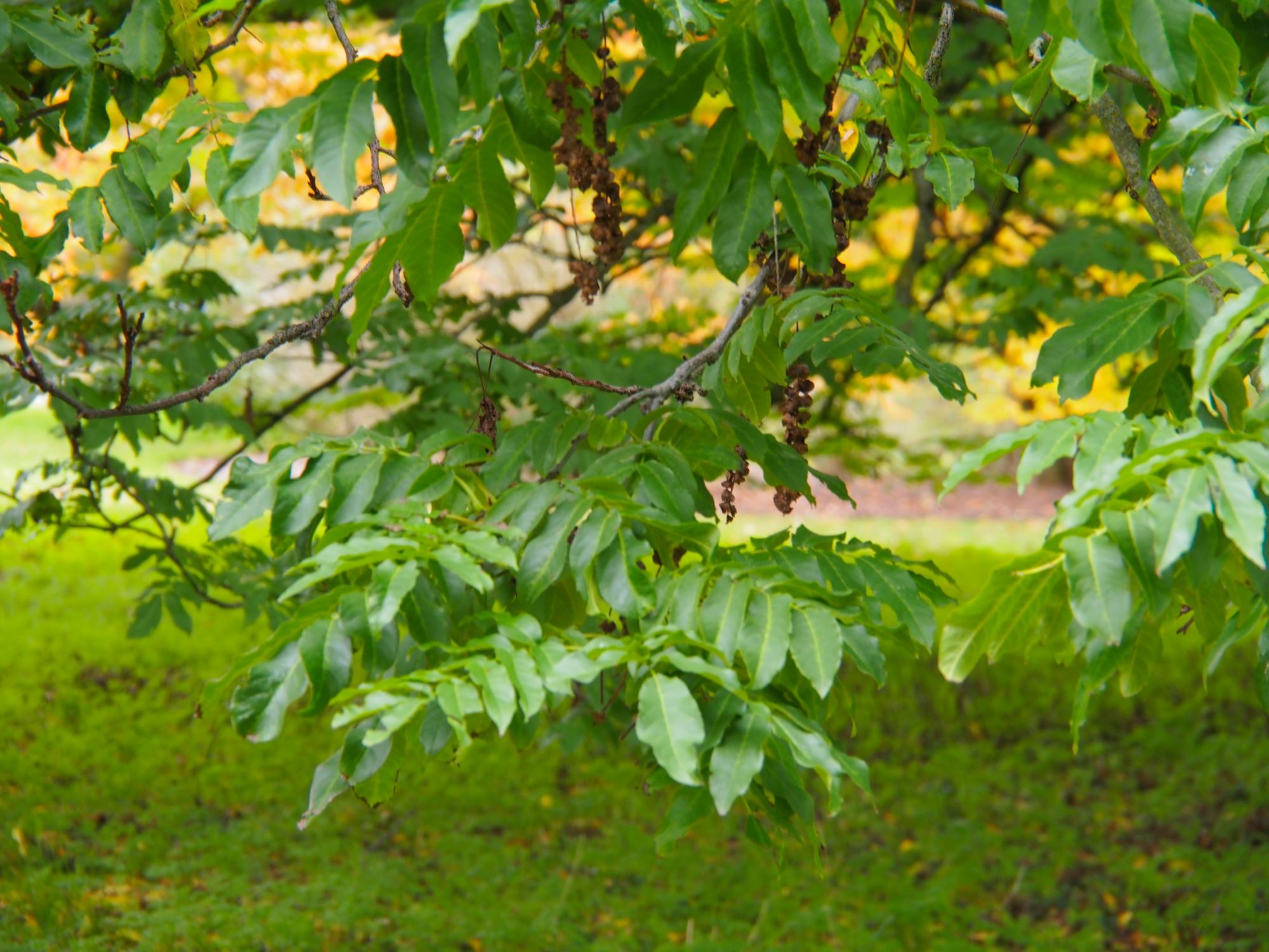 Image of Pterocarya fraxinifolia
